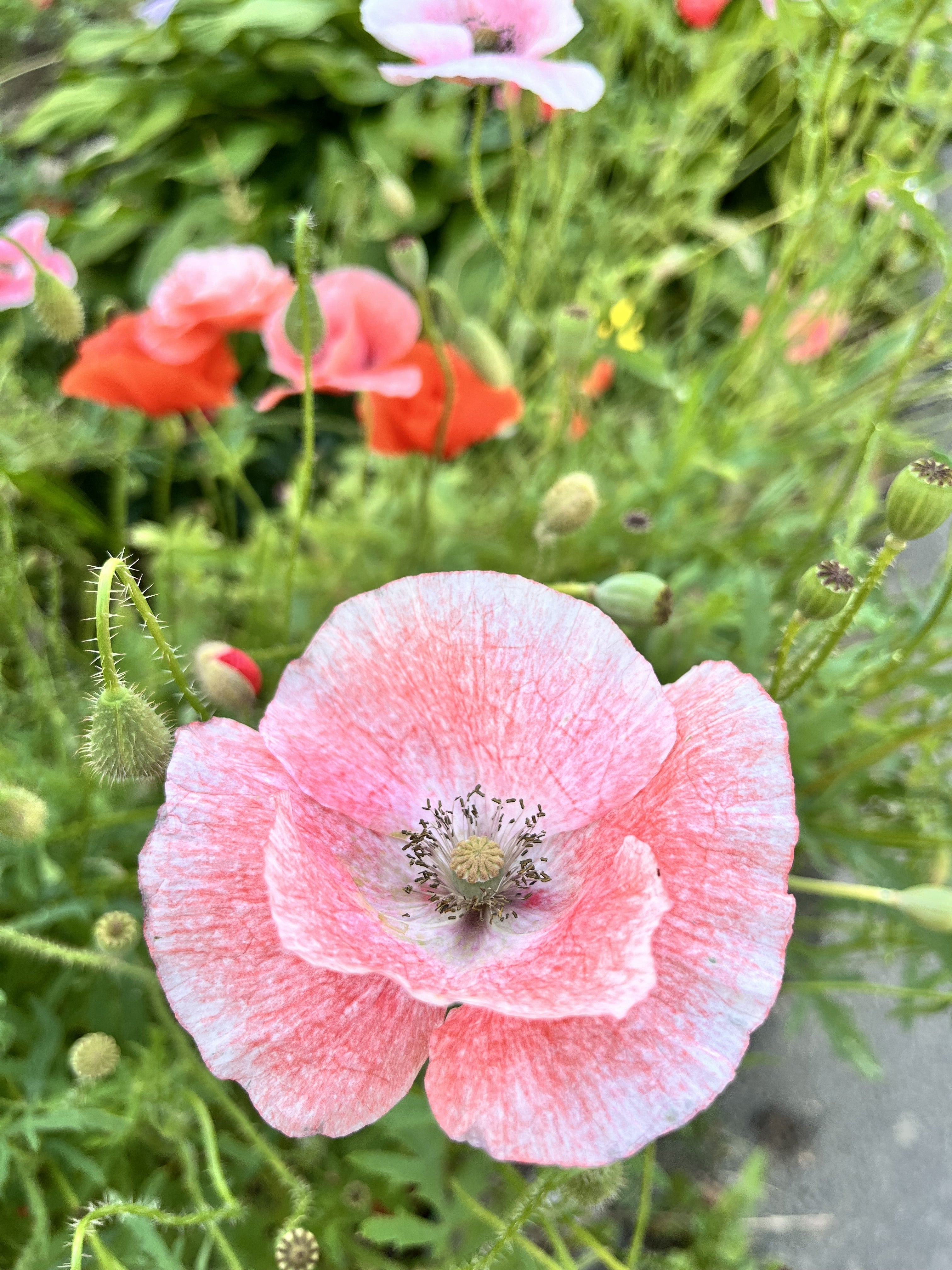 100 MOTHER Of PEARL POPPY Mix Papaver Rhoeas Shirley Flower Seeds