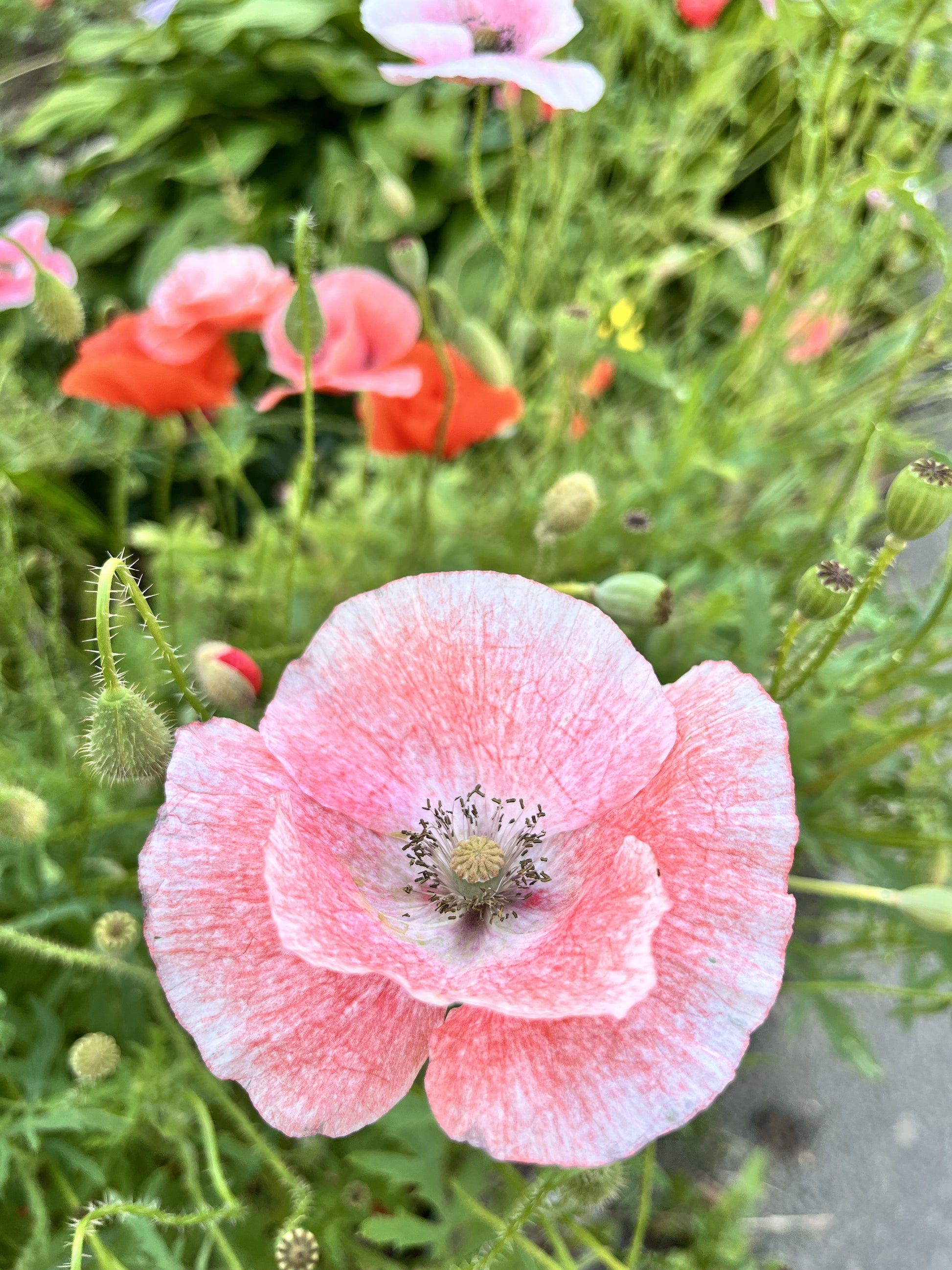 buy poppy flower seeds 100 MOTHER Of PEARL POPPY Mix Papaver Rhoeas Shirley Flower Seeds Mixed Colors