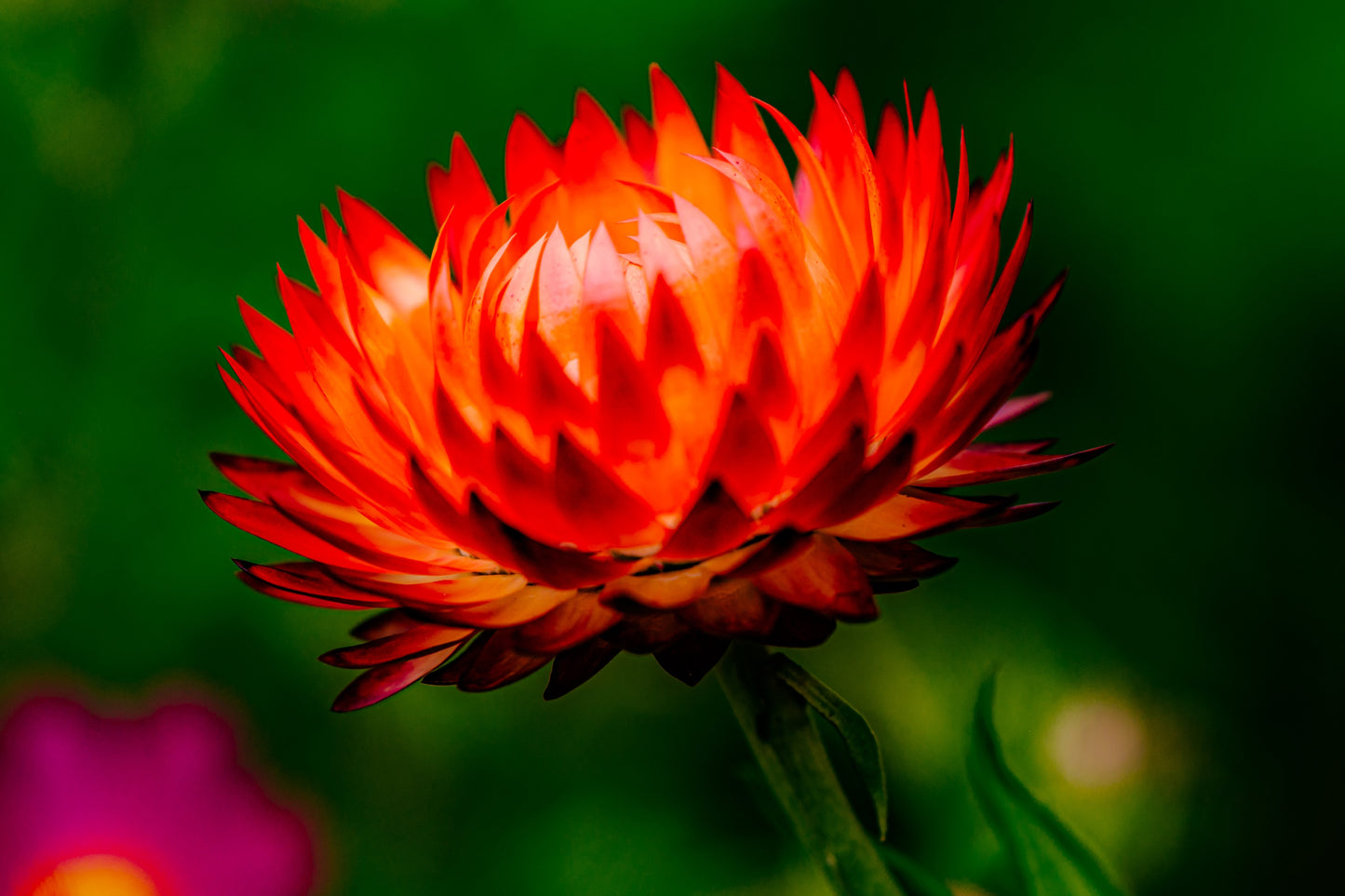 100 ORANGE DOUBLE STRAWFLOWER Xerochrysum Bracteatum Helichrysum Monstrosum Flower Seeds