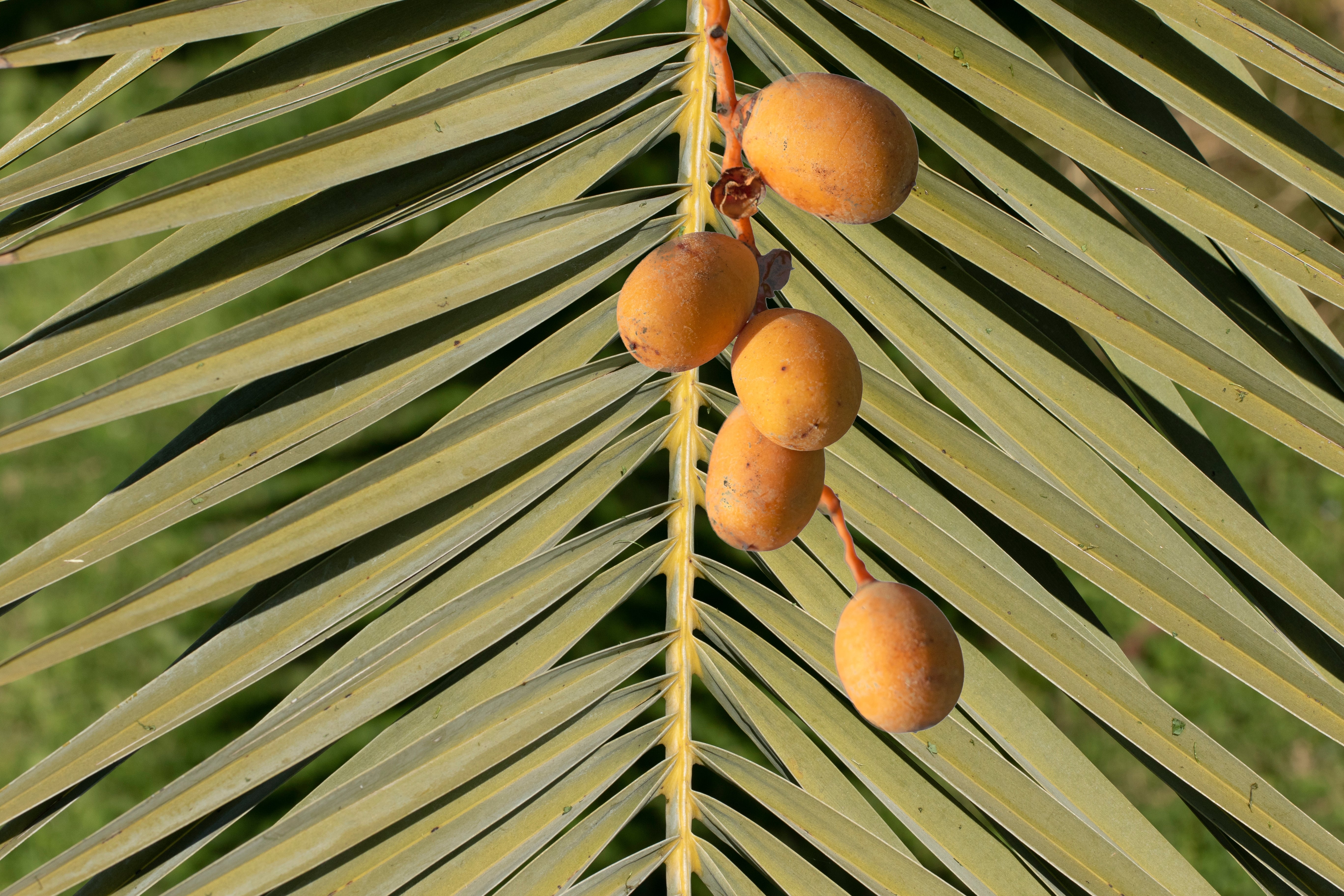 Seedville Canary Island Date Palm Seeds - Thumbnail 4