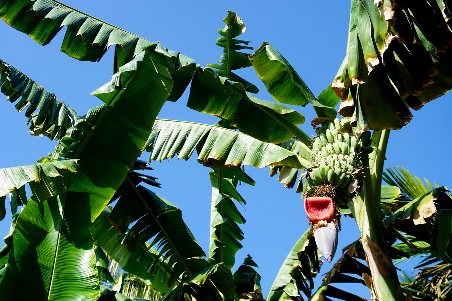 5 PLANTAIN BANANA Musa Balbisiana Hardy Red Flowering Sweet Wild Fruit Tree Seeds