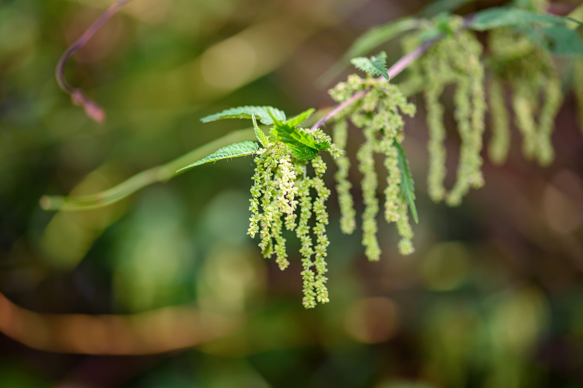 nettle seeds for planting 200 STINGING NETTLE Urtica Dioica (aka Common, California, or Bull Net – Seedville USA