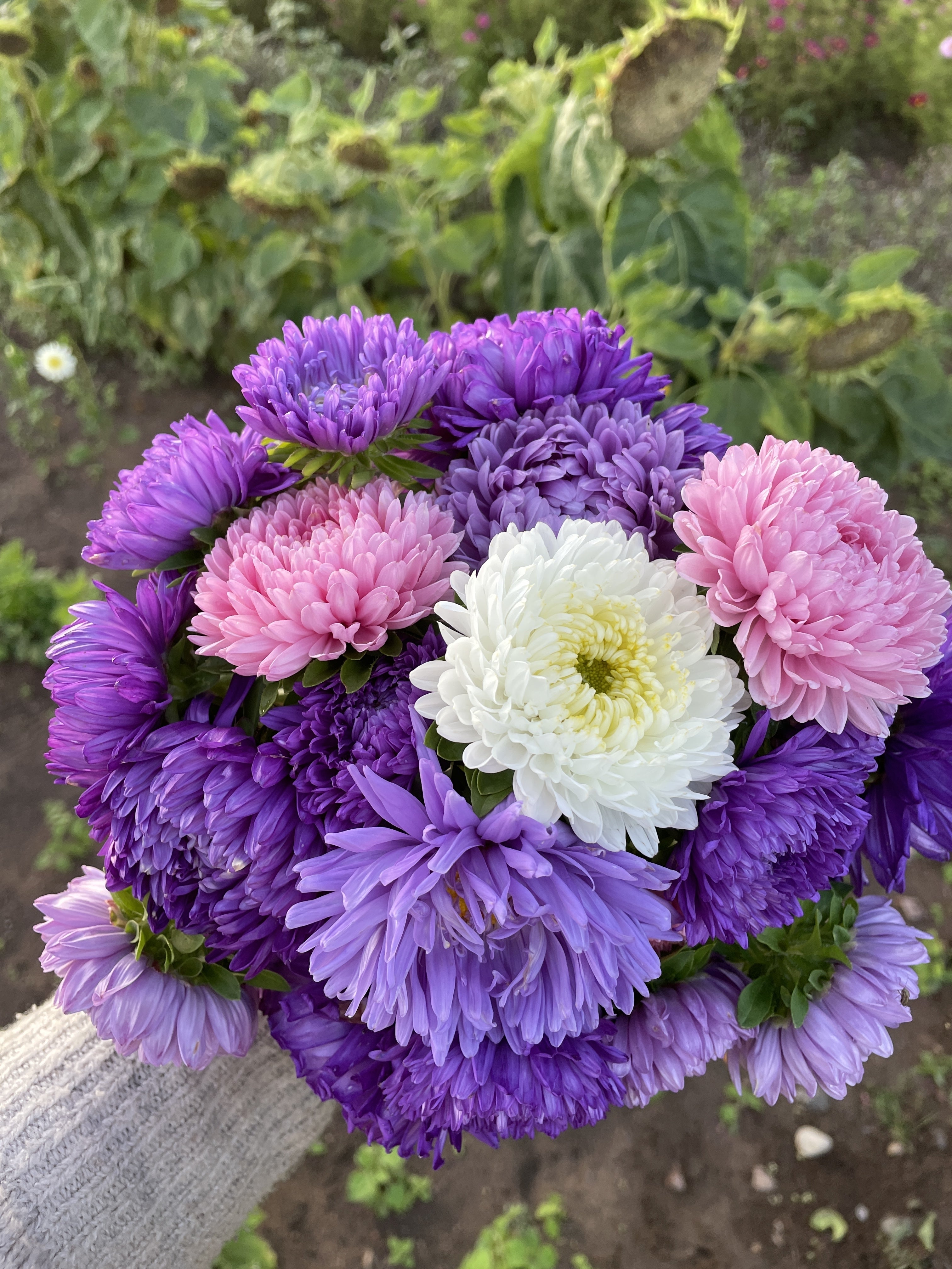 30 MIXED PAEONY ASTER Callistephus Duchess Peony Red Pink White