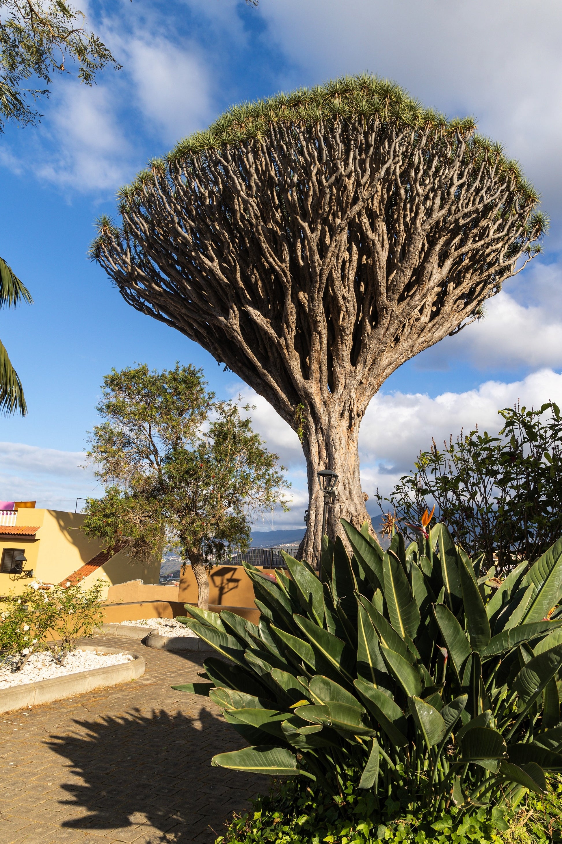 draco succulent 10 DRAGON TREE Dracaena Draco Canary Island Drago Blood Asparagus Yucc – Seedville USA