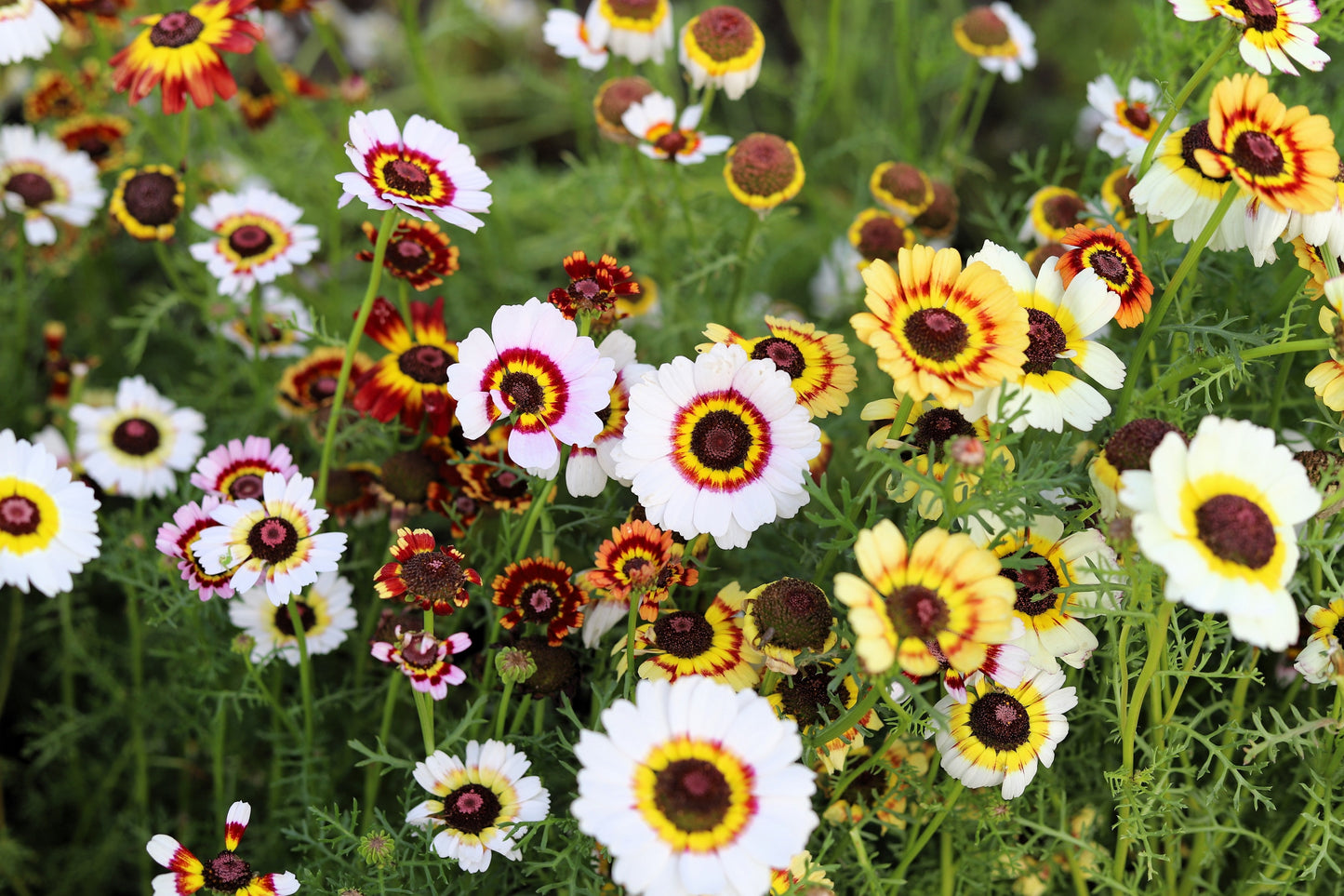 250 TRICOLOR PAINTED DAISY (Pyrenthrum Daisy) Chrysanthemum Carinatum Flower Seeds