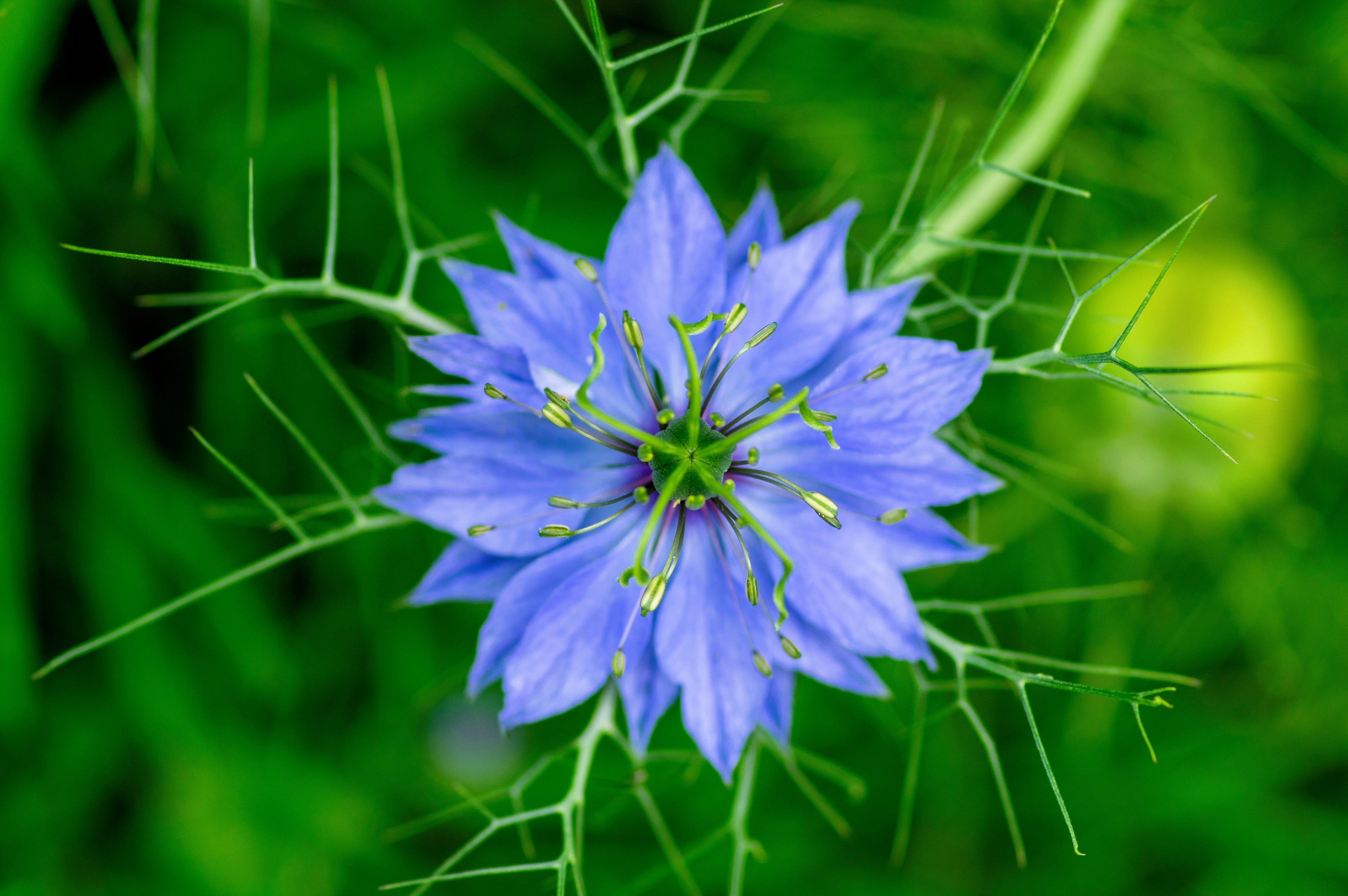500 LOVE IN A MIST Miss Jekyll Blue ( Fennel Flower ) Nigella