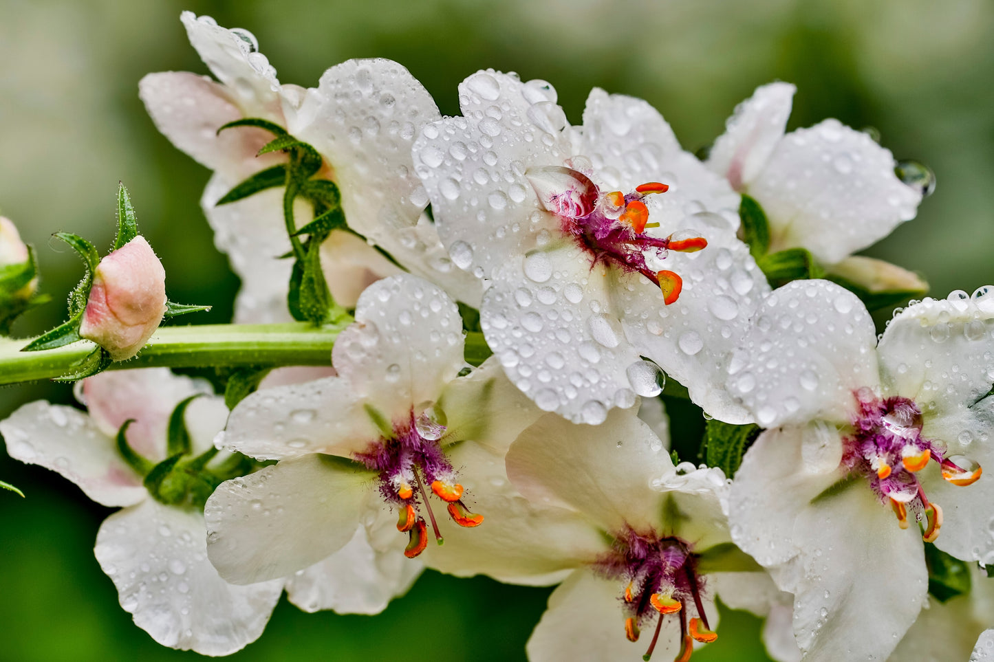 50 WEDDING CANDLES VERBASCUM Chaixii Album Mullein White Purple Flower Seeds