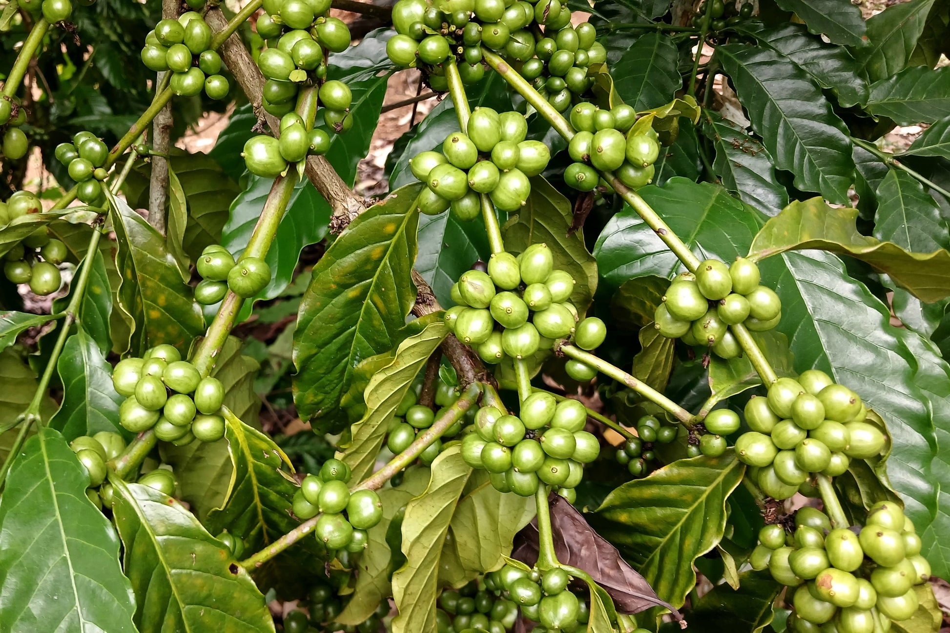 arabica coffee seeds for planting 15 ARABICA COFFEE Tree Shrub Seeds
