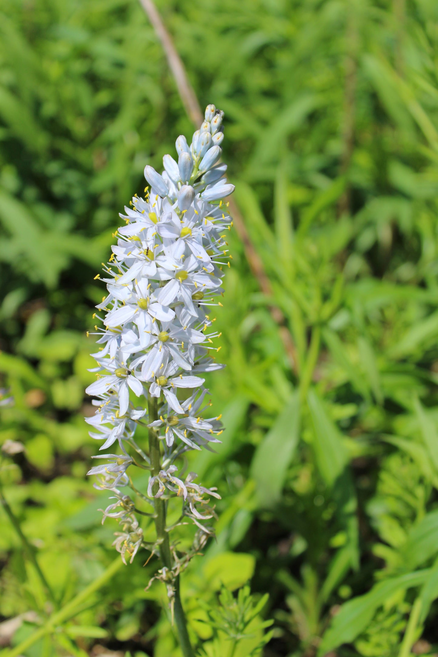 25 Blue WILD HYACINTH Camassia Scilloides Eastern Camas Lily Native Flower Seeds