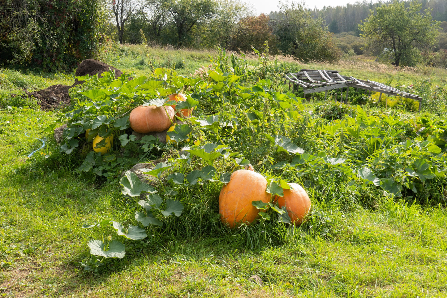 25 MAMMOTH GOLD PUMPKIN Cucurbita Maxima Carving Pie Vegetable Seeds