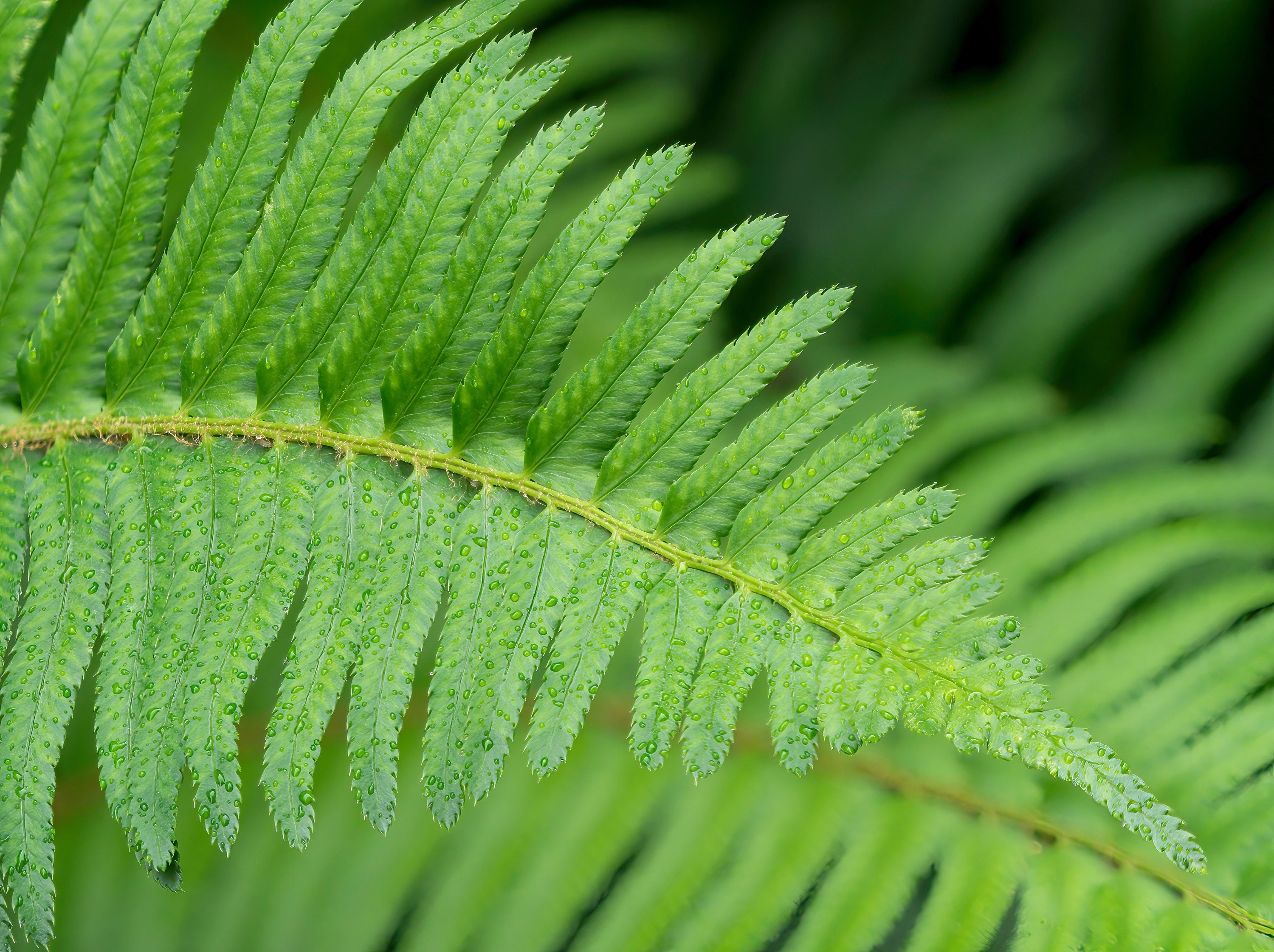 Seedville Western Sword Fern Spores - Thumbnail 2