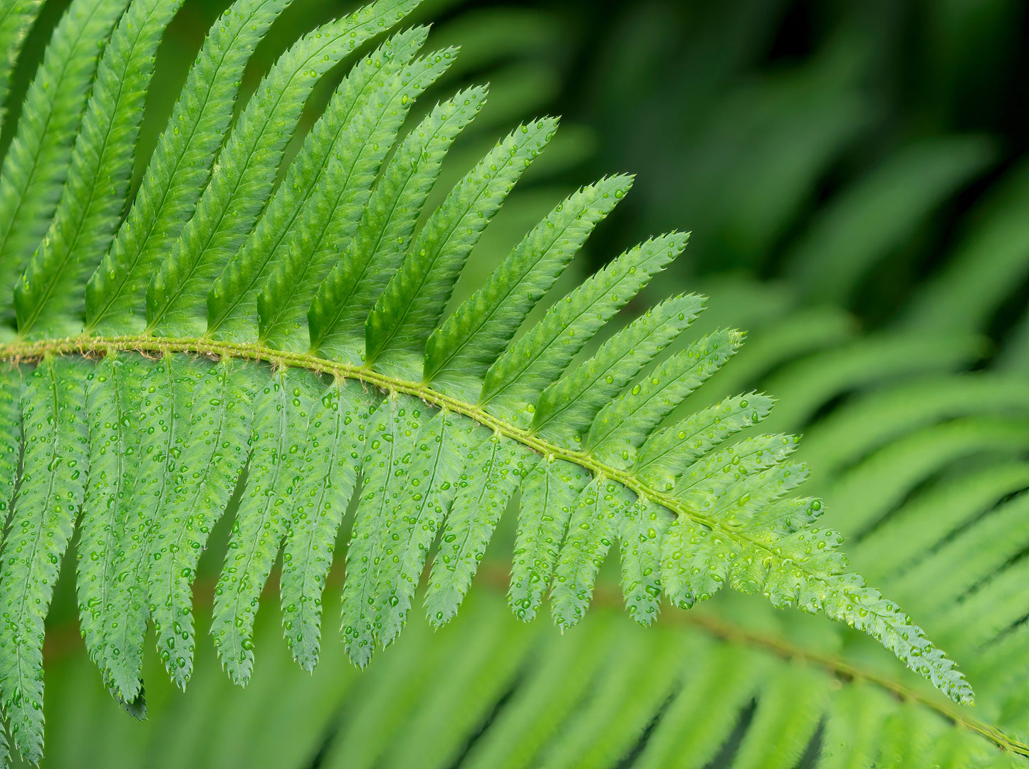 1500 Western SWORD FERN Giant Holly Swordfern Polystichum Munitum Aspidium Solitarium Spores Seeds