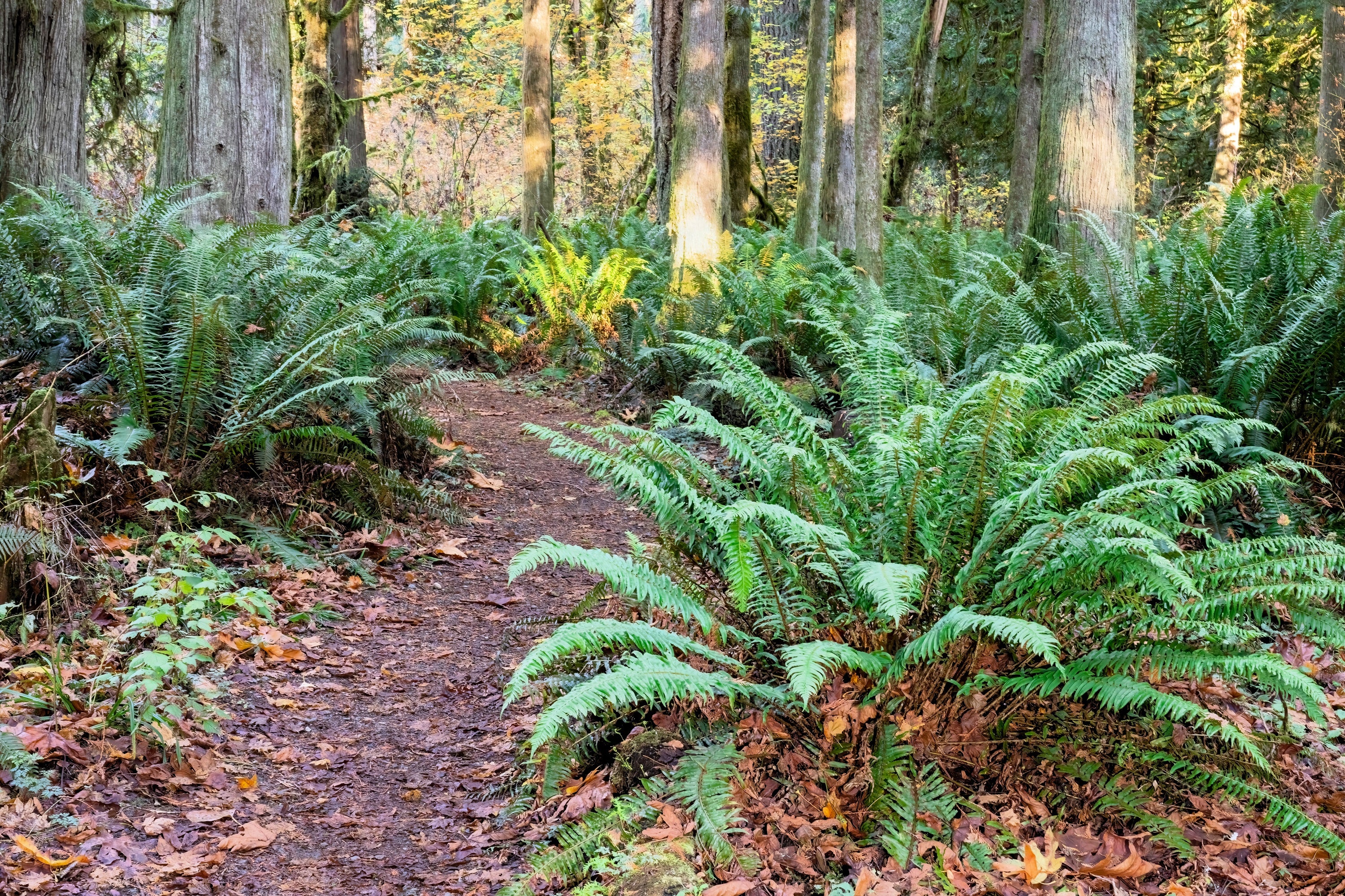 Seedville Western Sword Fern Spores - Thumbnail 4