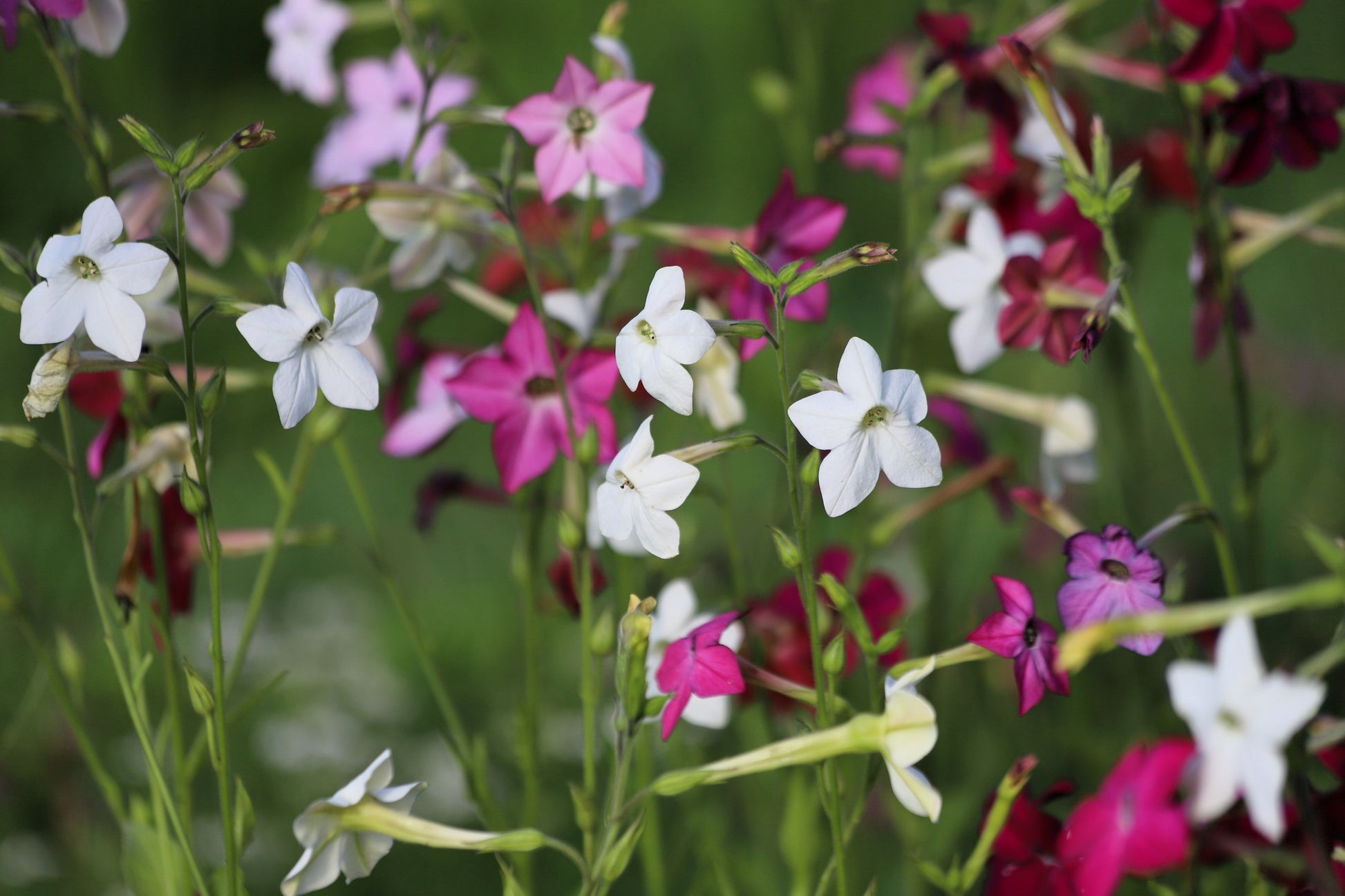 100 Heirloom MIXED COLORS NICOTIANA (Ornamental Flowering Tobacco) Nic –  Seedville USA