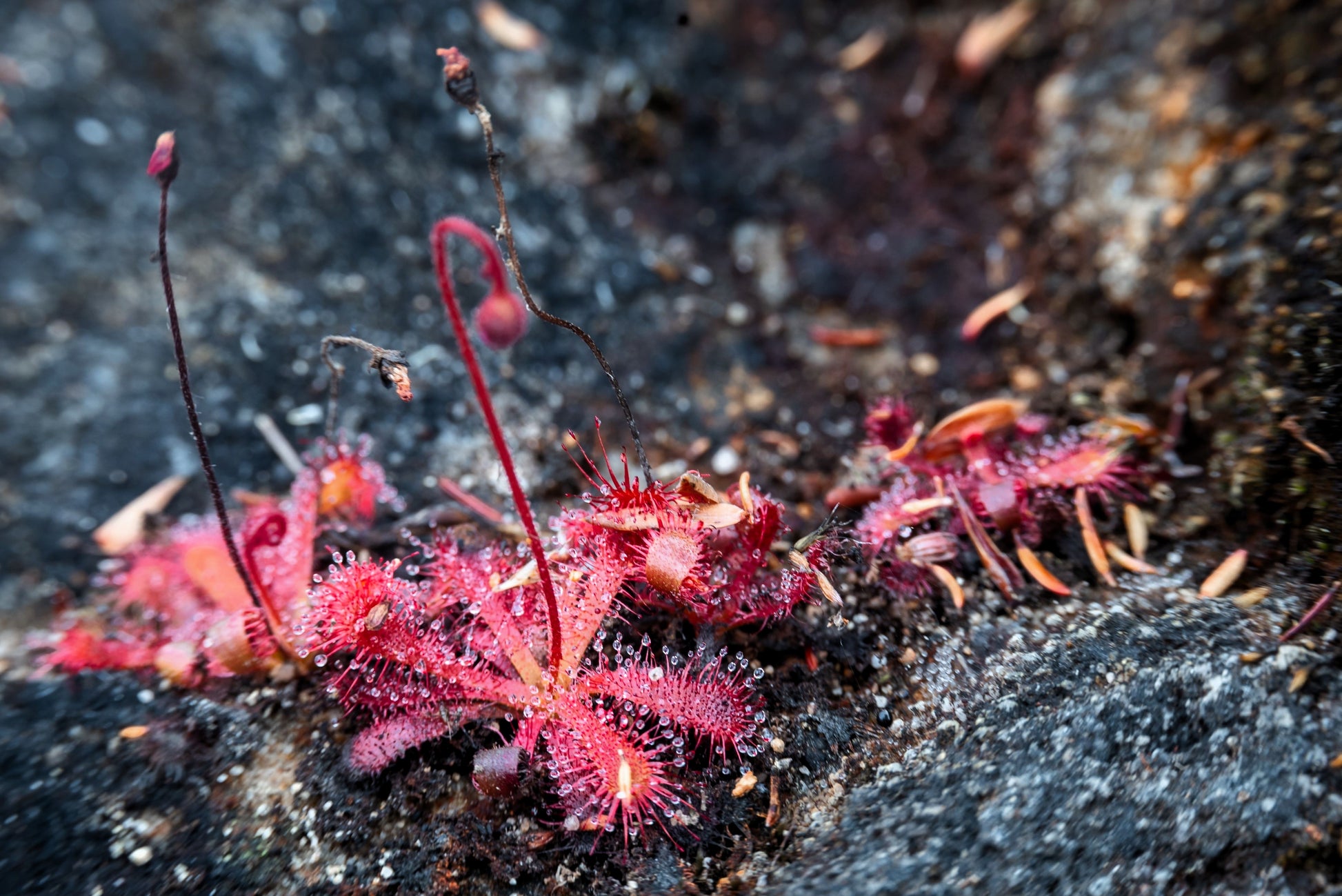 sundew plant seeds 10 CARNIVOROUS SUNDEW PLANT Drosera Flower Seeds