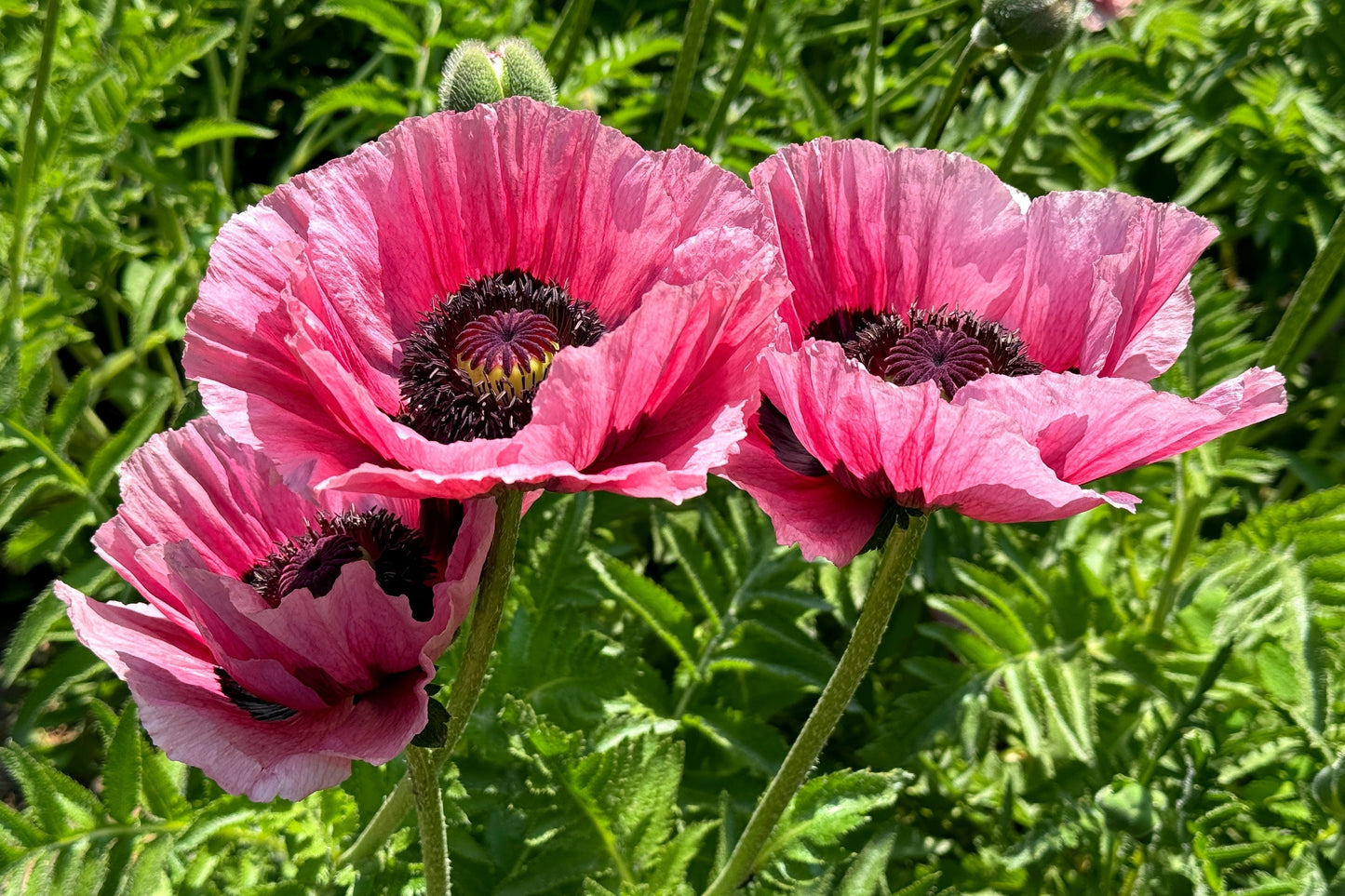 1000 MIXED Colors ORIENTAL POPPY Papaver Orientale Flower Seeds