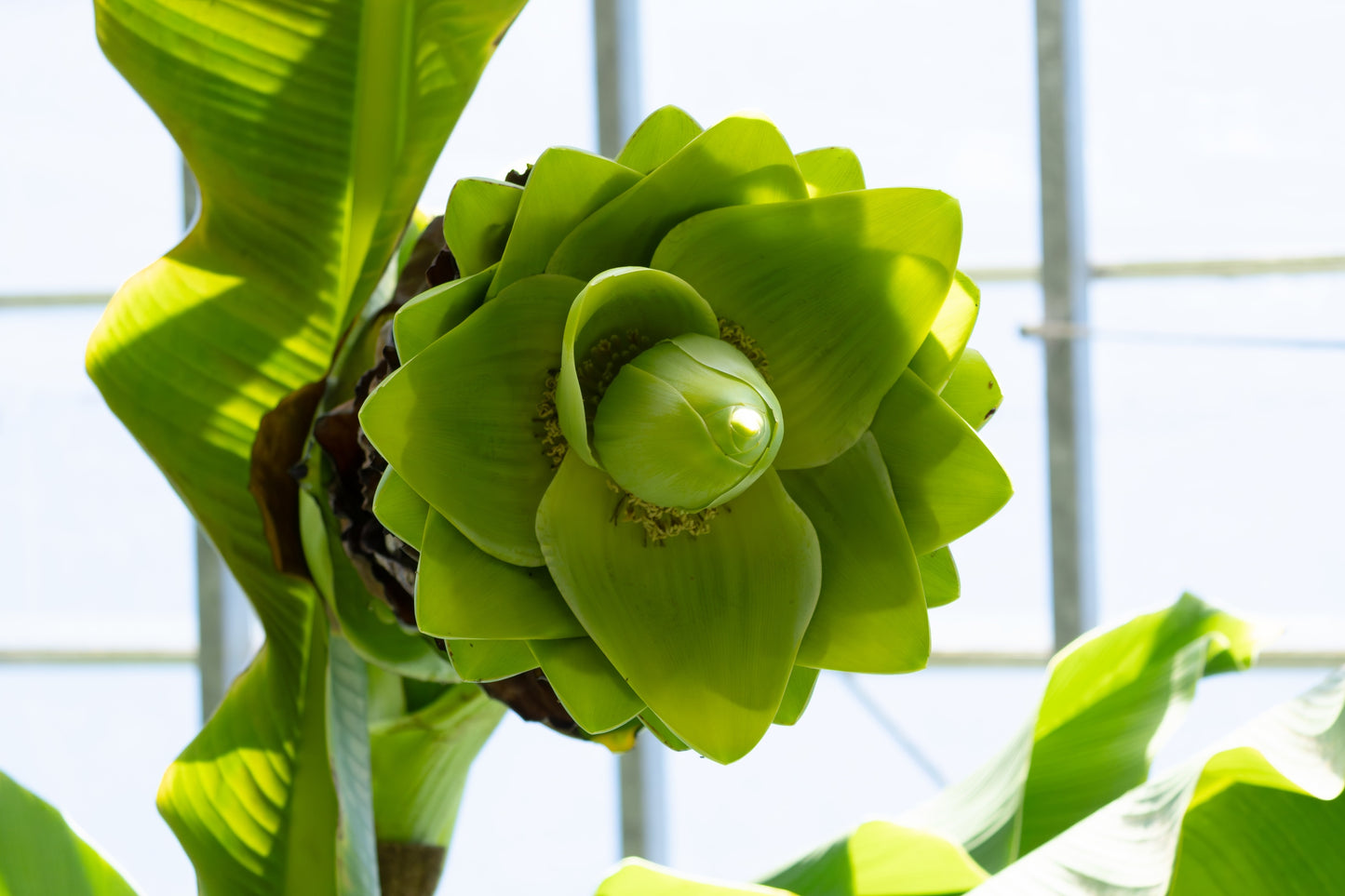 5 SNOW BANANA Musa Ensete Glaucum Nepalensis Hardy Tree Houseplant Seeds