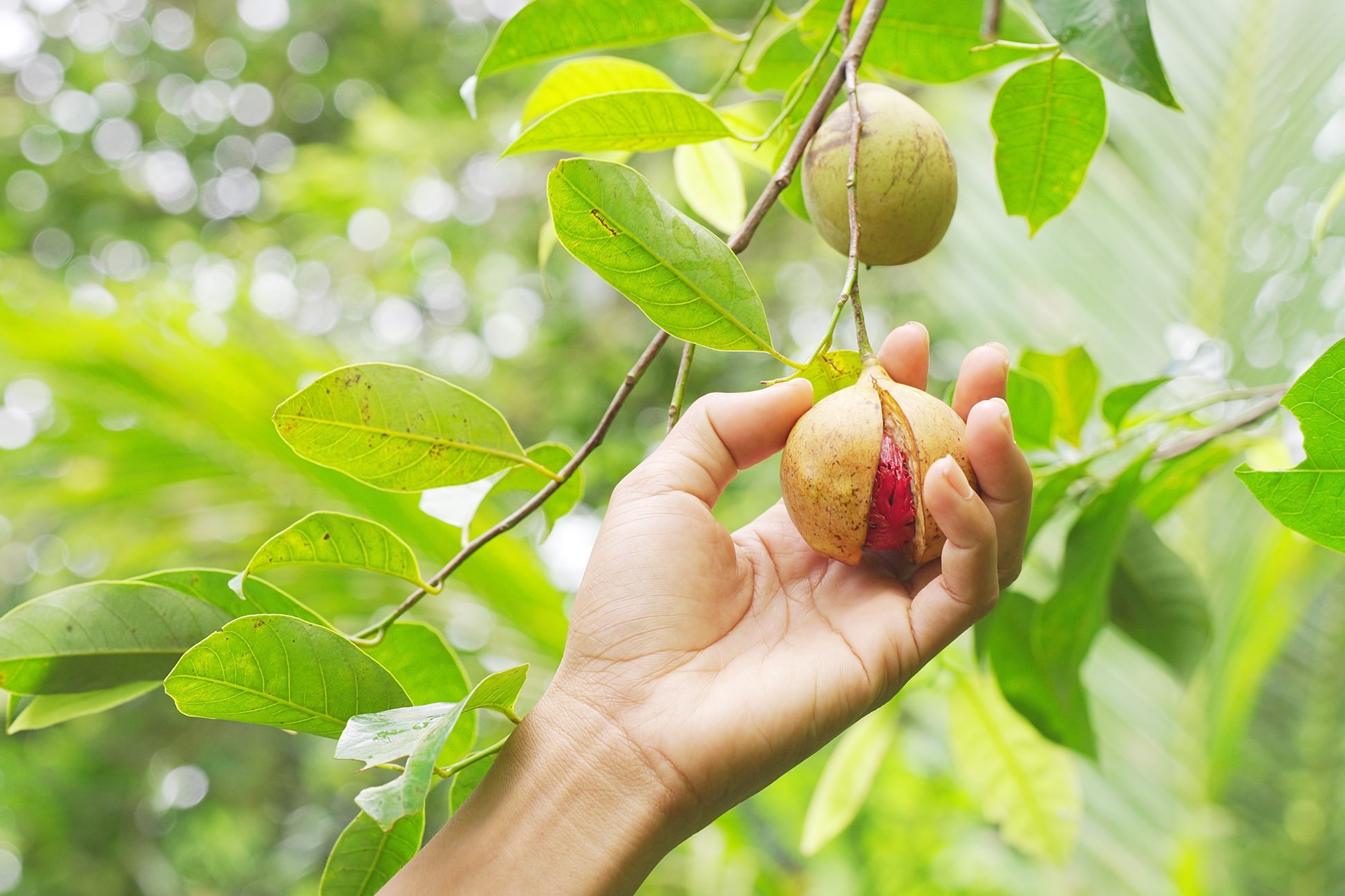 nutmeg seeds for planting 1 NUTMEG TREE Seed Myristica Fragrans Pala MACE Fruit Nut Pumpkin Pie Spice
