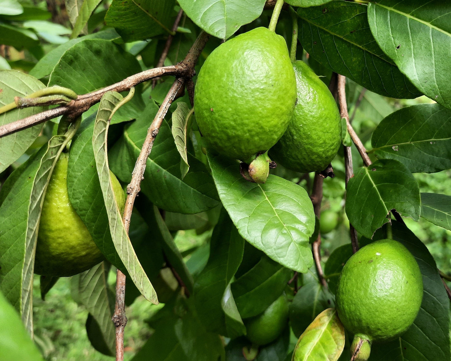 guava seeds for planting 20 GUAVA FRUIT Tree Shrub Psidium Guajava White Flowers Fruit Seeds – Seedville USA