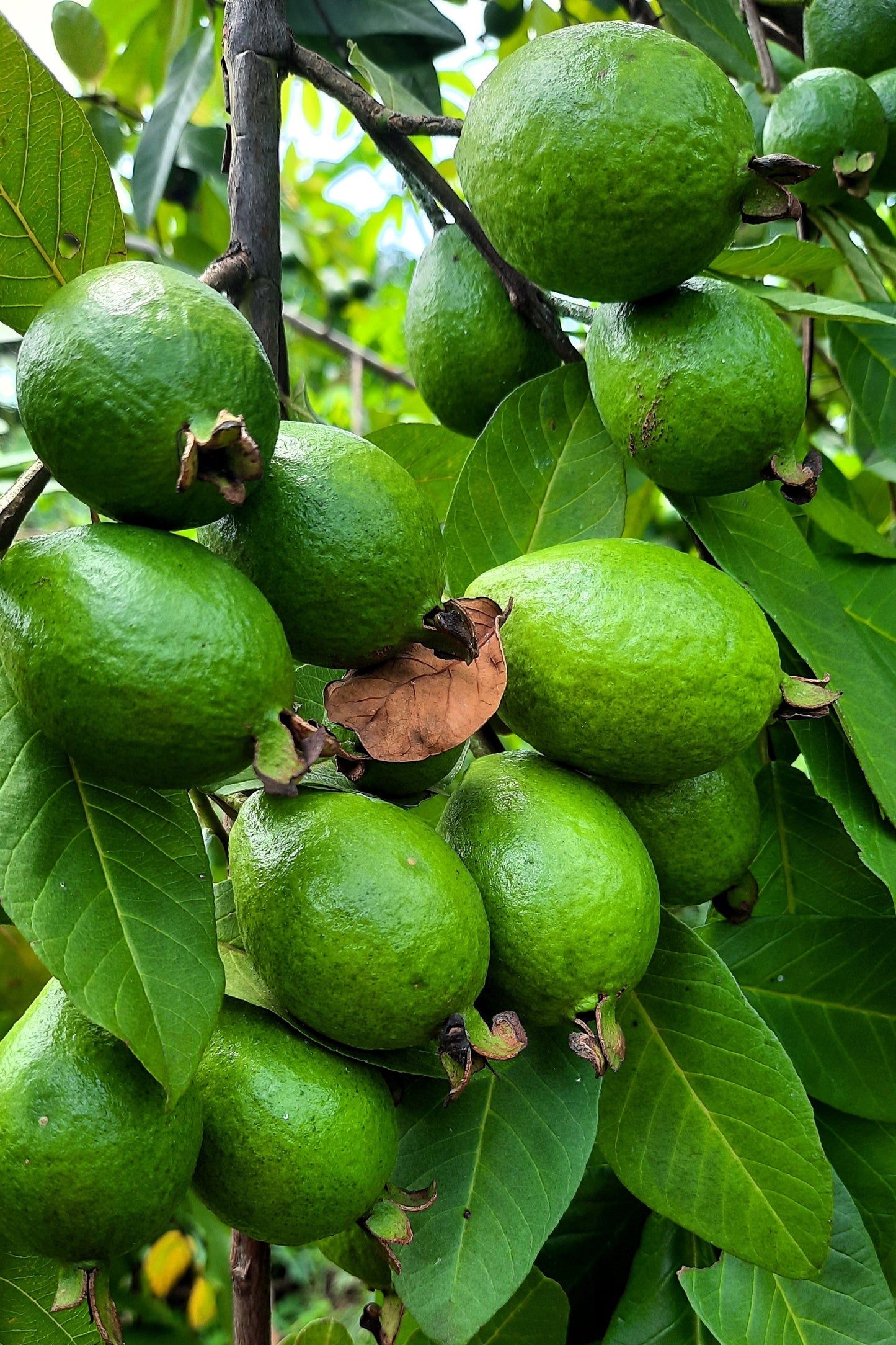 20 GUAVA FRUIT Tree Shrub Psidium Guajava White Flowers Fruit Seeds – Seedville USA