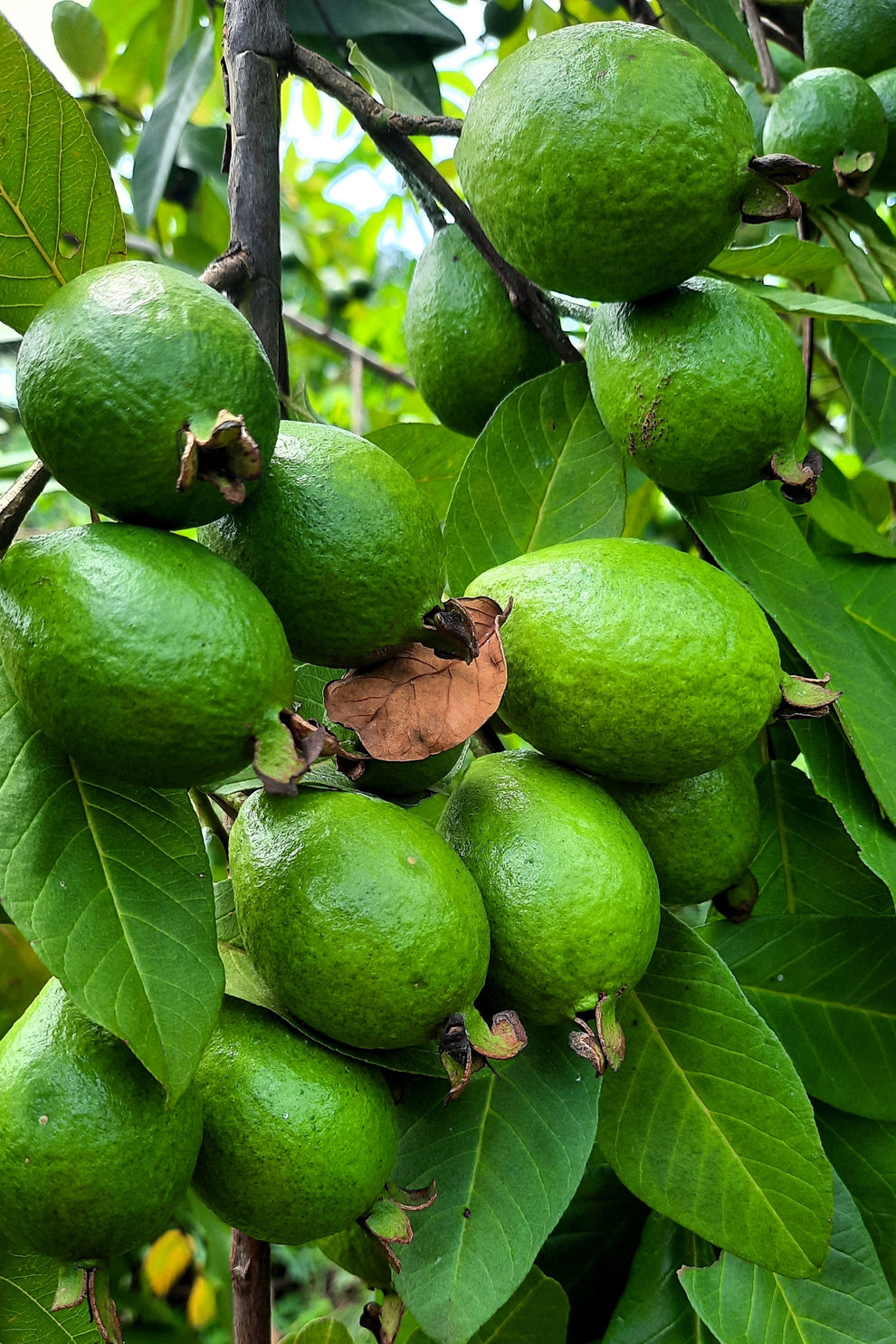 20 GUAVA FRUIT Tree Shrub Psidium Guajava White Flowers Fruit Seeds ...
