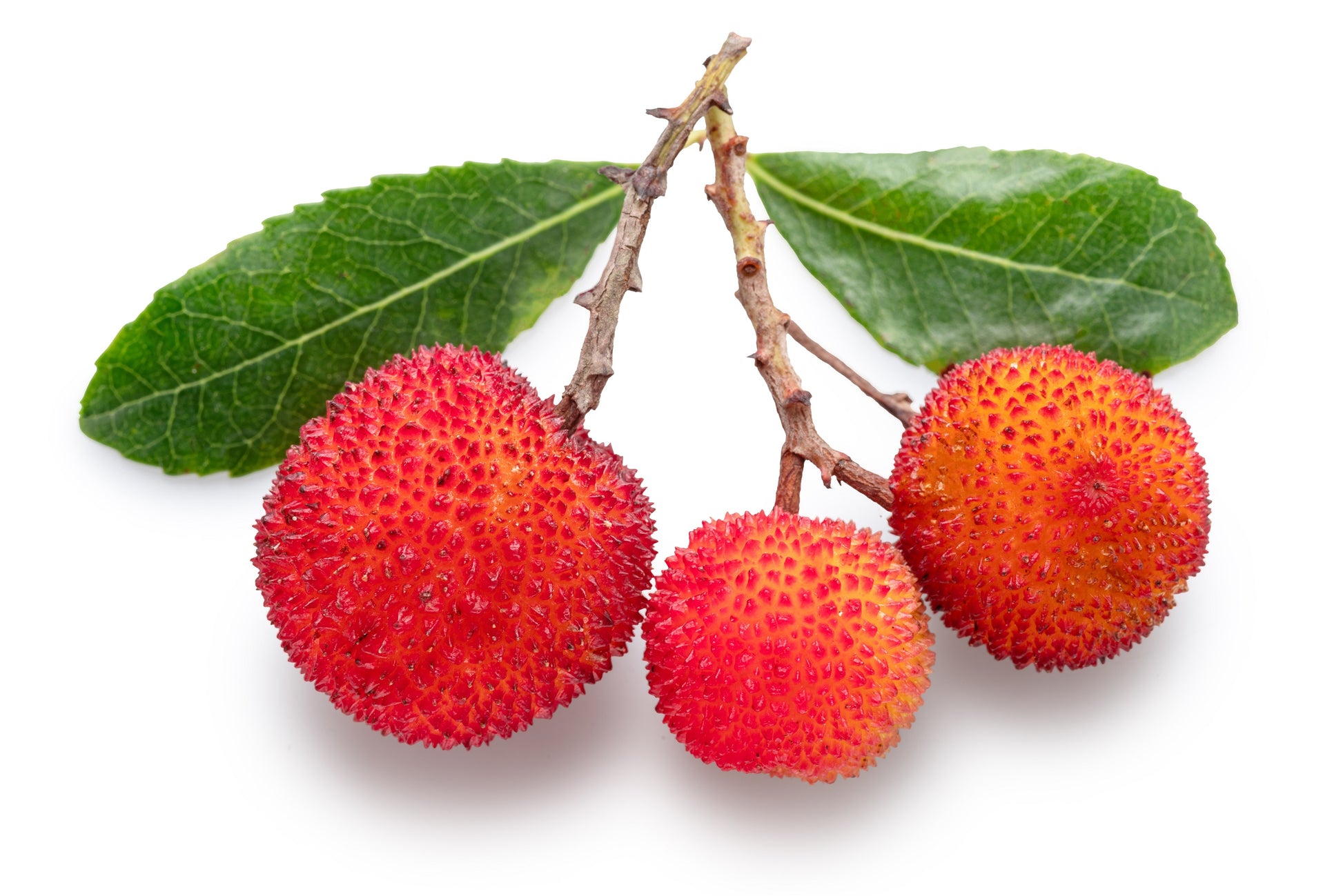 strawberry tree seeds for sale 25 STRAWBERRY TREE Edible Red Berry Tree Arbutus Unedo Seeds Irish Killarney