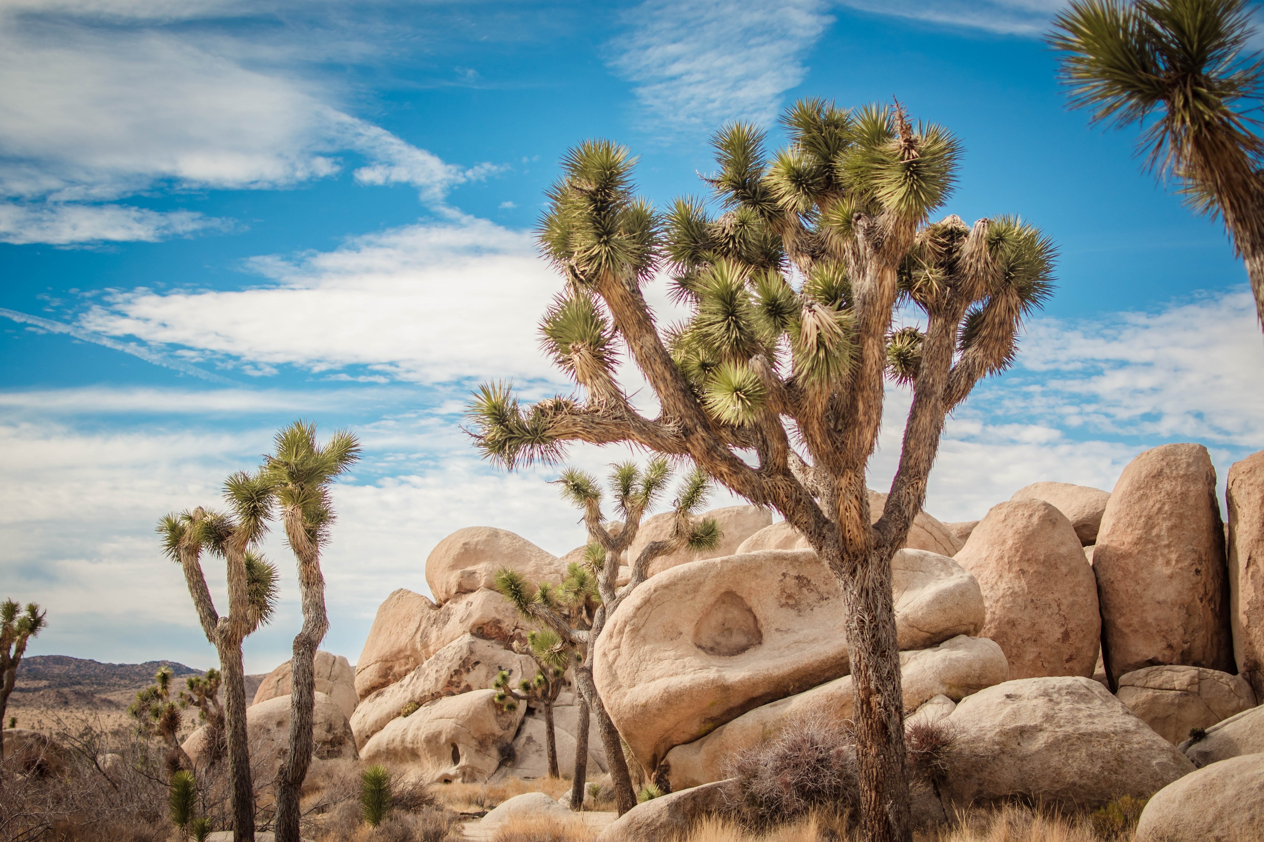 5 JOSHUA TREE Palm Tree Yucca Brevifolia White Flowers Cactus