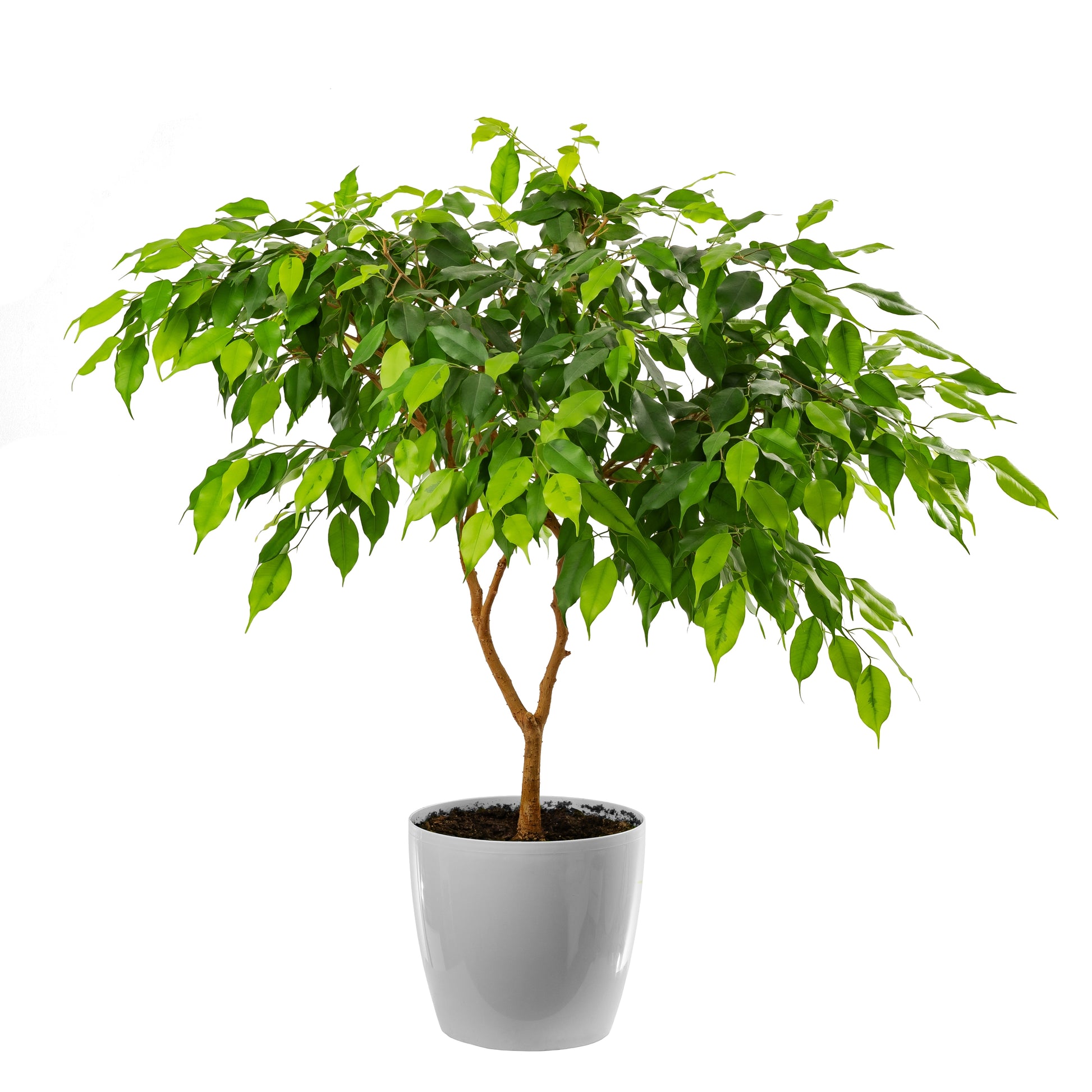 30 FICUS TREE (Bodhi Tree / Sacred Fig / Bo Tree / Pipal) Ficus Religi –  Seedville USA