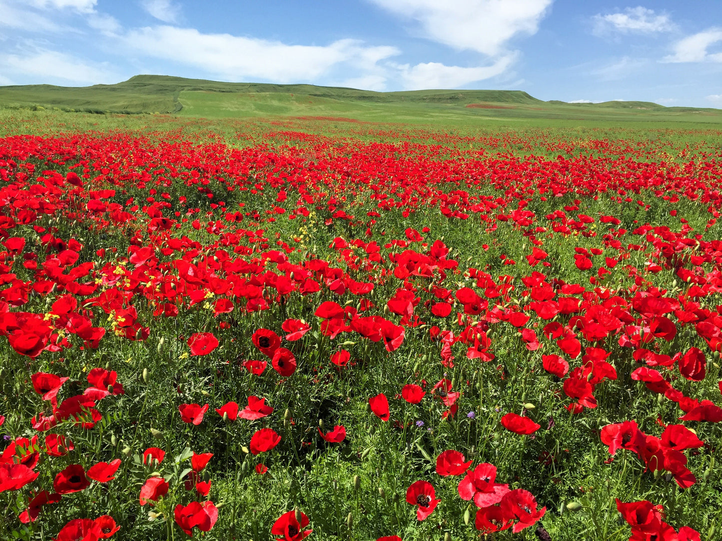 100 RED TURKISH POPPY Heirloom Papaver Somniferum Flower Seeds