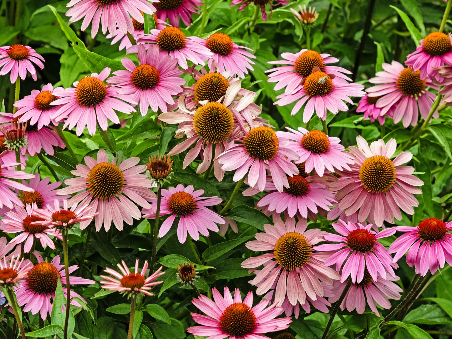 50 PINK BABY CONEFLOWER Echinacea Pallida Flower Seeds