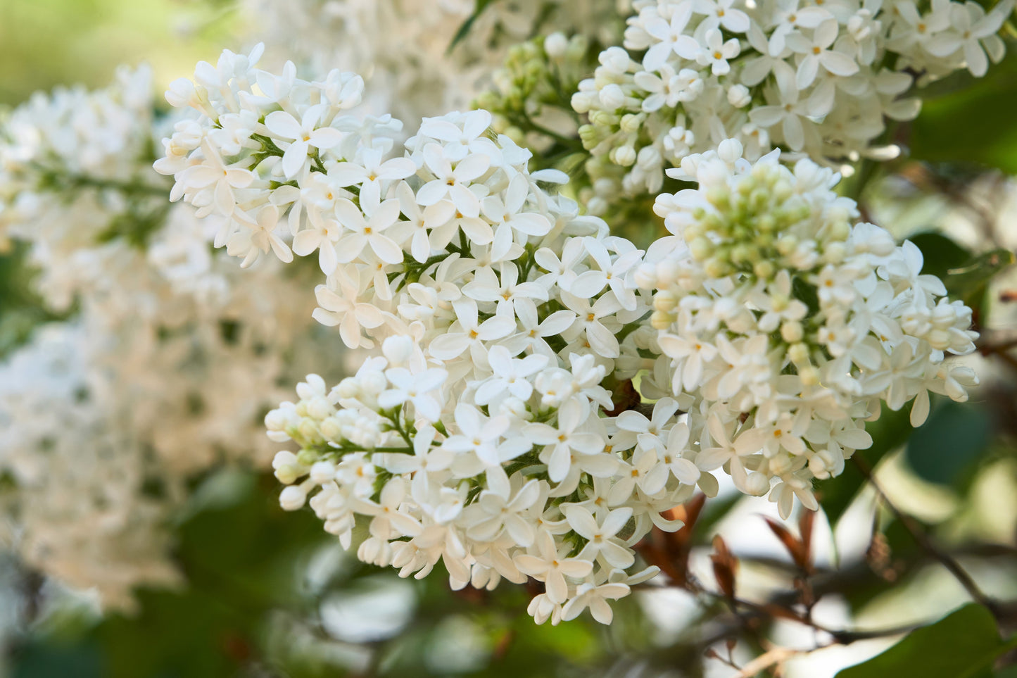 20 WHITE TREE LILAC Hummingbird Flower Fragrant Peking Syringa Pekinensis Seeds