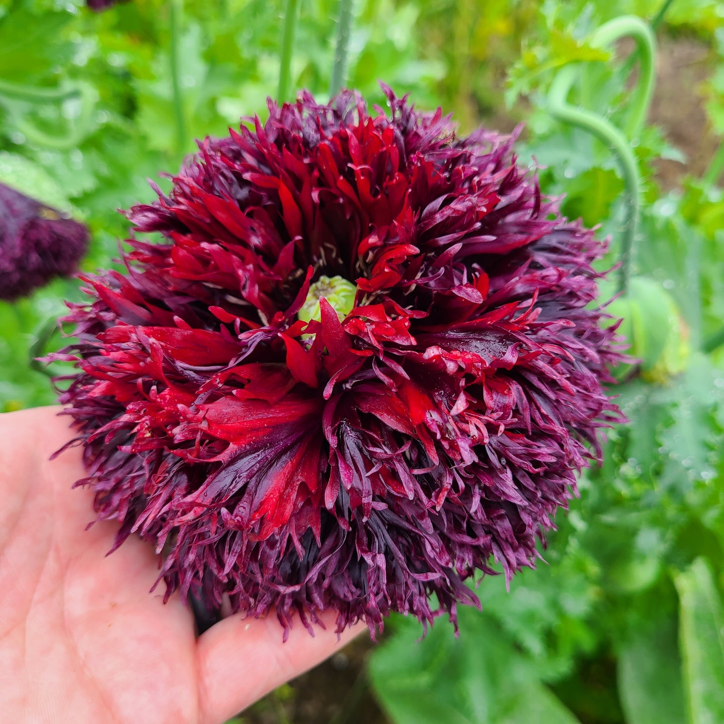 250 Organic PEONY POPPY MIX Papaver Paeoniflorum Mixed Colors Red, White, Pink, Black, Purple, Salmon, Bronze, Lilac, & Bicolor Flower Seeds