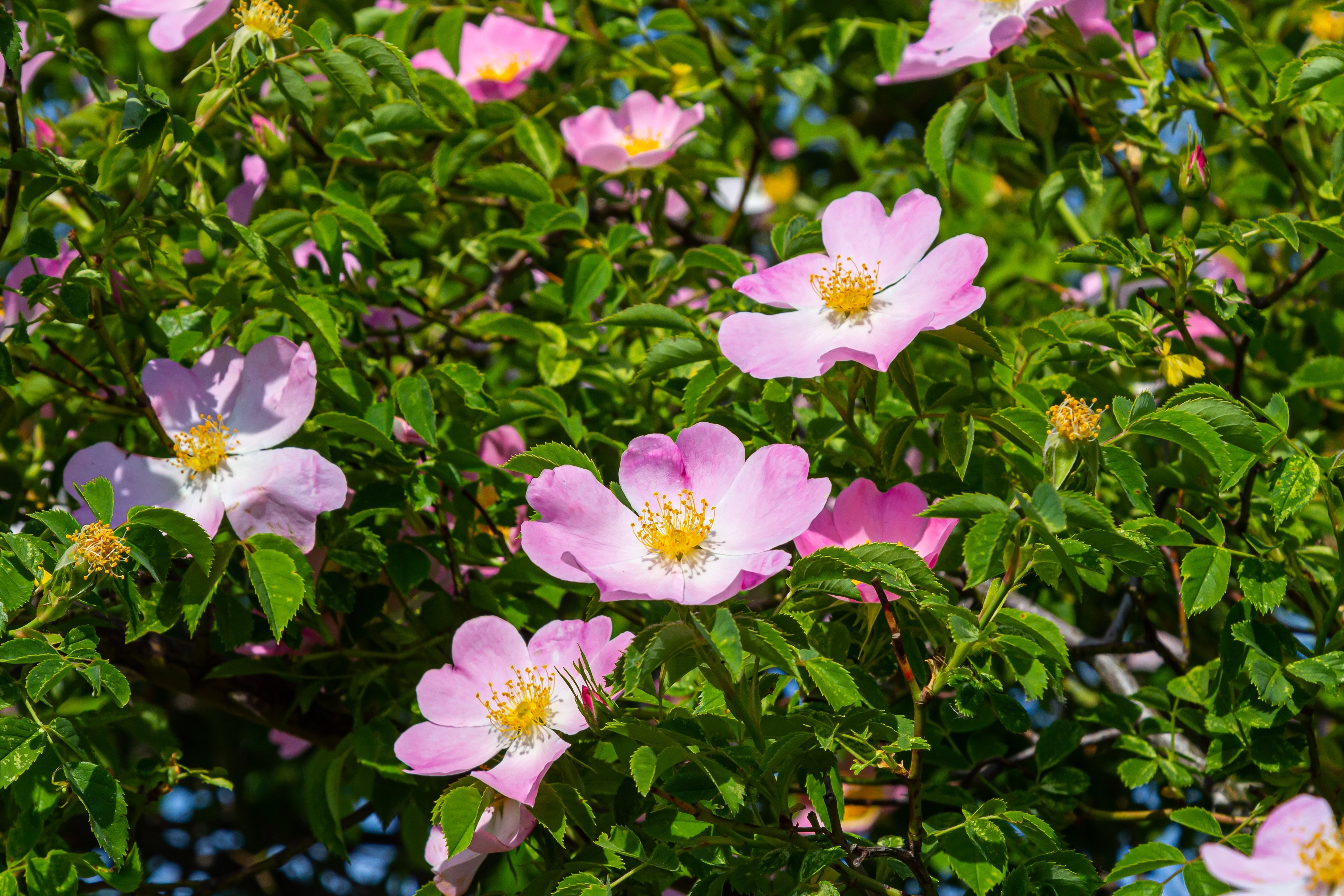 50 Thornless Pink DOG BRIER ROSE Bush Rosa Canina Inermis Victory
