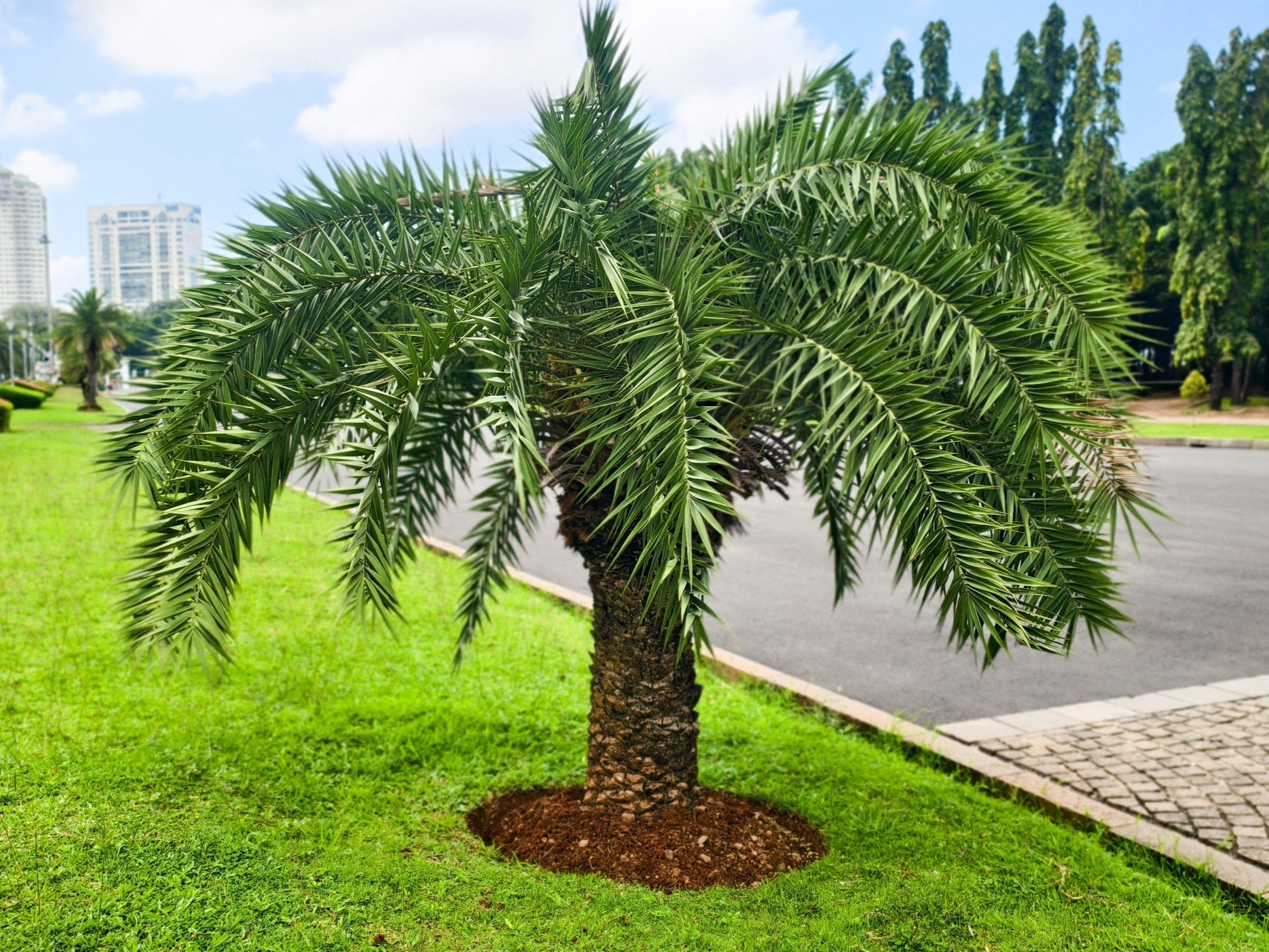 pygmy palm plant 10 PYGMY DATE PALM Phoenix Roebelenii Dwarf Miniature Ornamental Fruit – Seedville USA