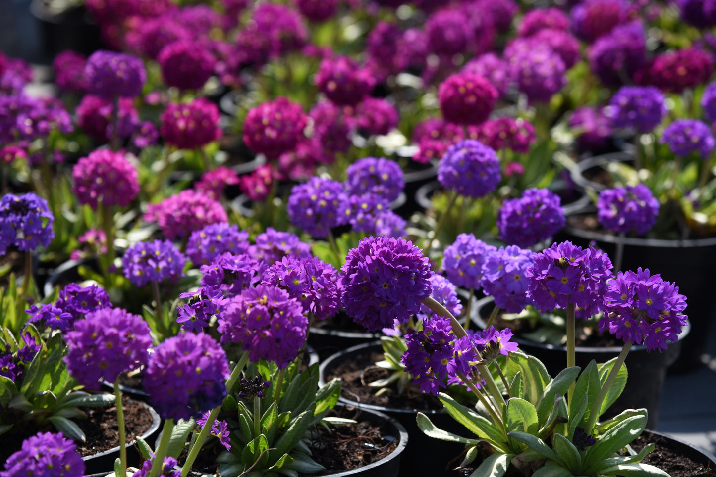 30 DRUMSTICK PRIMROSE MIX Primula Denticulata Mixed Colors Himalayan Moist Flower Seeds
