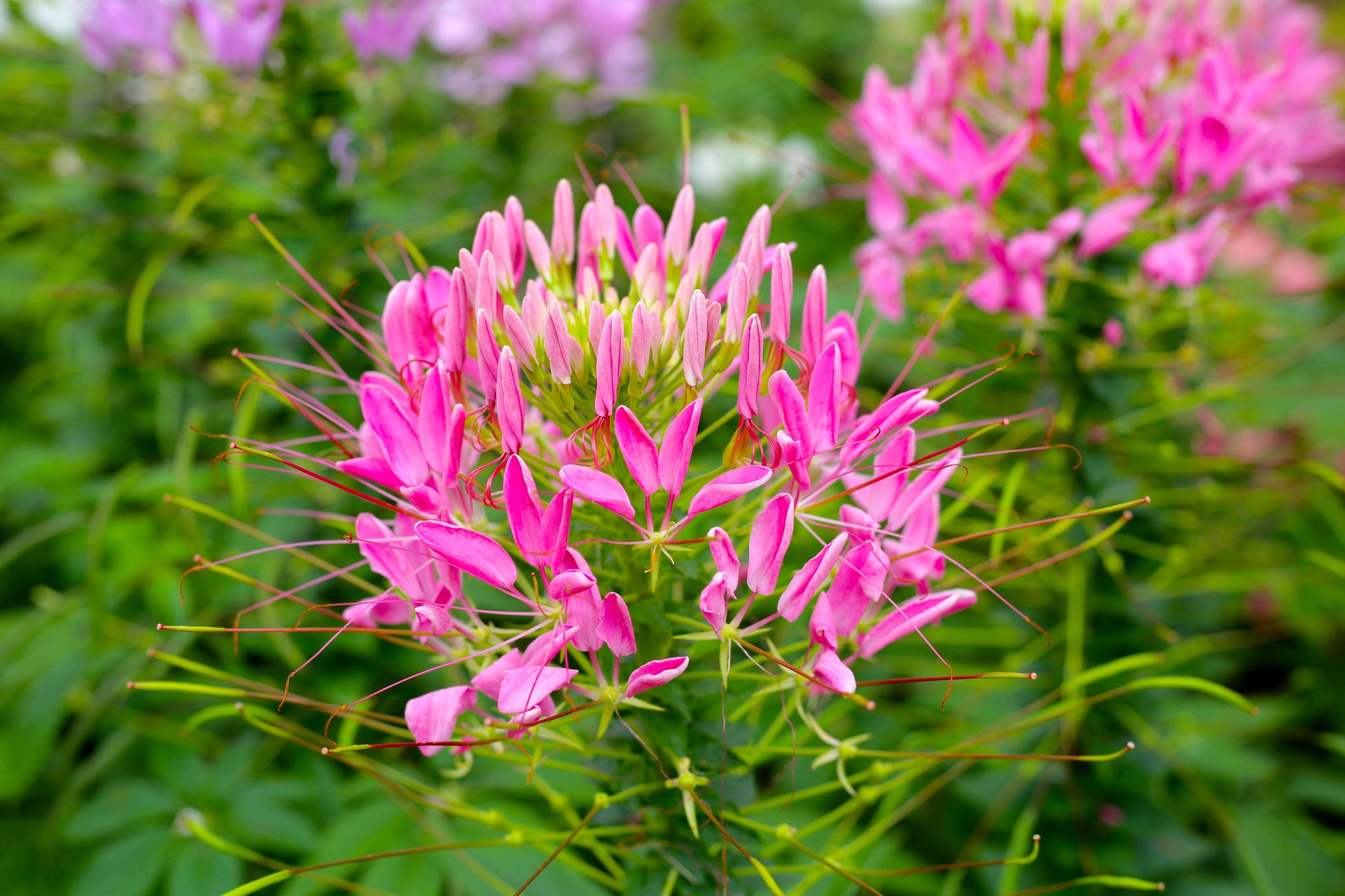 spider plant with pink flowers 200 ROSE QUEEN CLEOME Hassleriana Spinosa Pink Spider Flower Seeds – Seedville USA