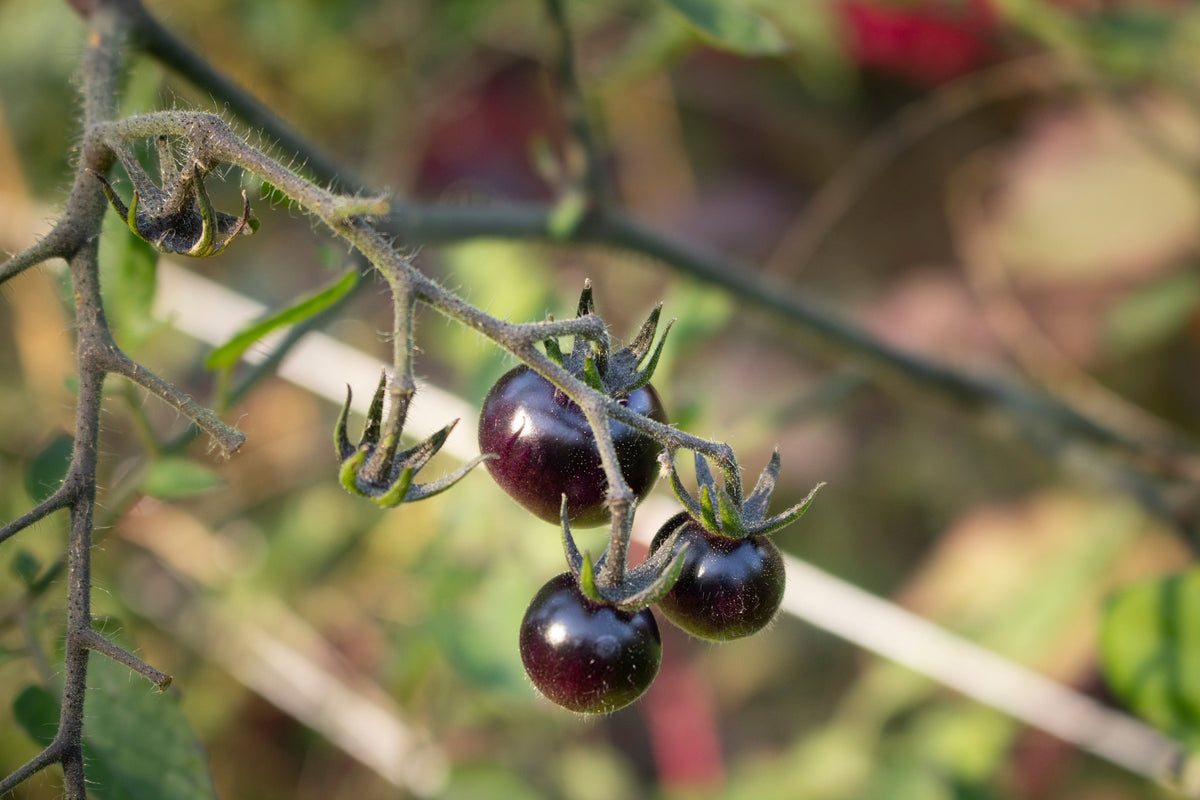 50 BLACK CHERRY TOMATO Black Skin Sweet Lycopersicon Fruit Vegetable Seeds
