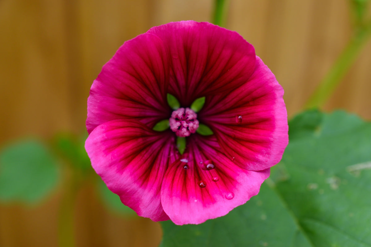 10 VULCAN MALOPE Trifida / Mallowwort / Mallow Flower Seeds