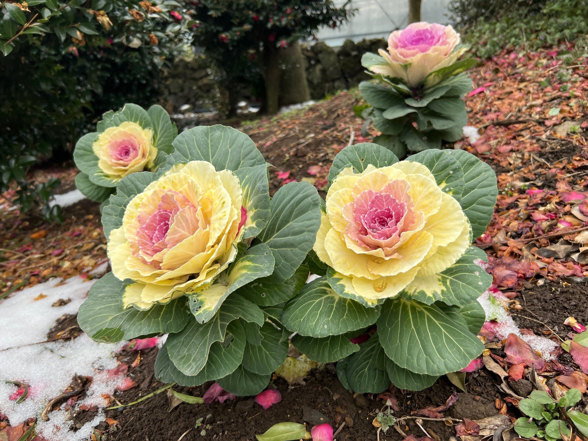 cabbage rose seeds 50 MIXED ORNAMENTAL CABBAGE Flowering Cabbage Brassica Oleracea Seeds