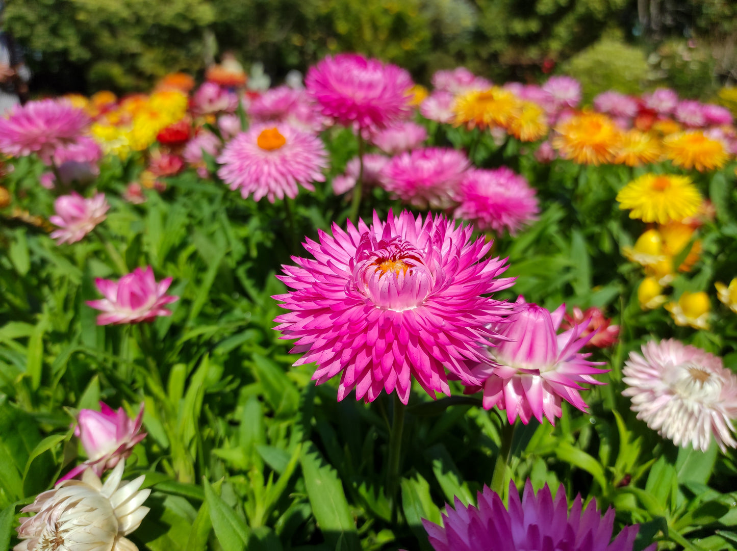 100 TALL Double MIXED Colors STRAWFLOWER Xerochrysum Bracteatum Helichrysum Monstrosum Flower Seeds
