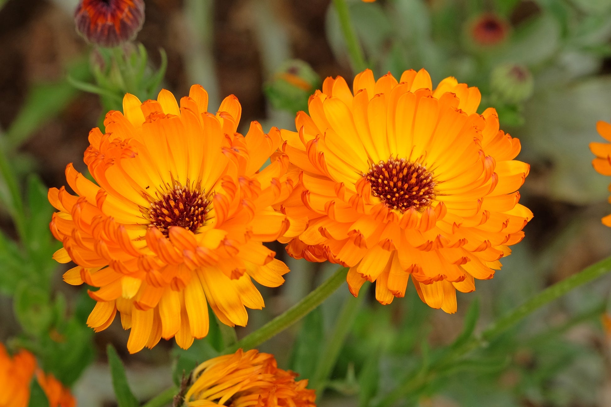 marigold seeds in bulk 500 PACIFIC Beauty ORANGE MARIGOLD Calendula Officinalis Flower Seeds – Seedville USA