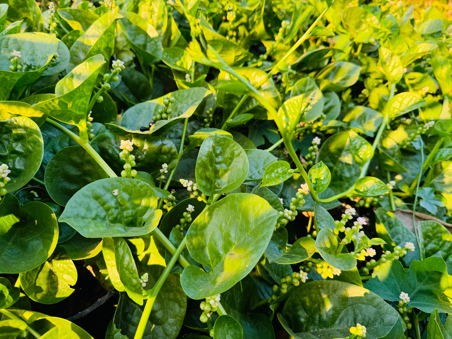 50 BIG ROUND LEAF MALABAR SPINACH Vine Ceylon Basella Alba Vegetable Seeds