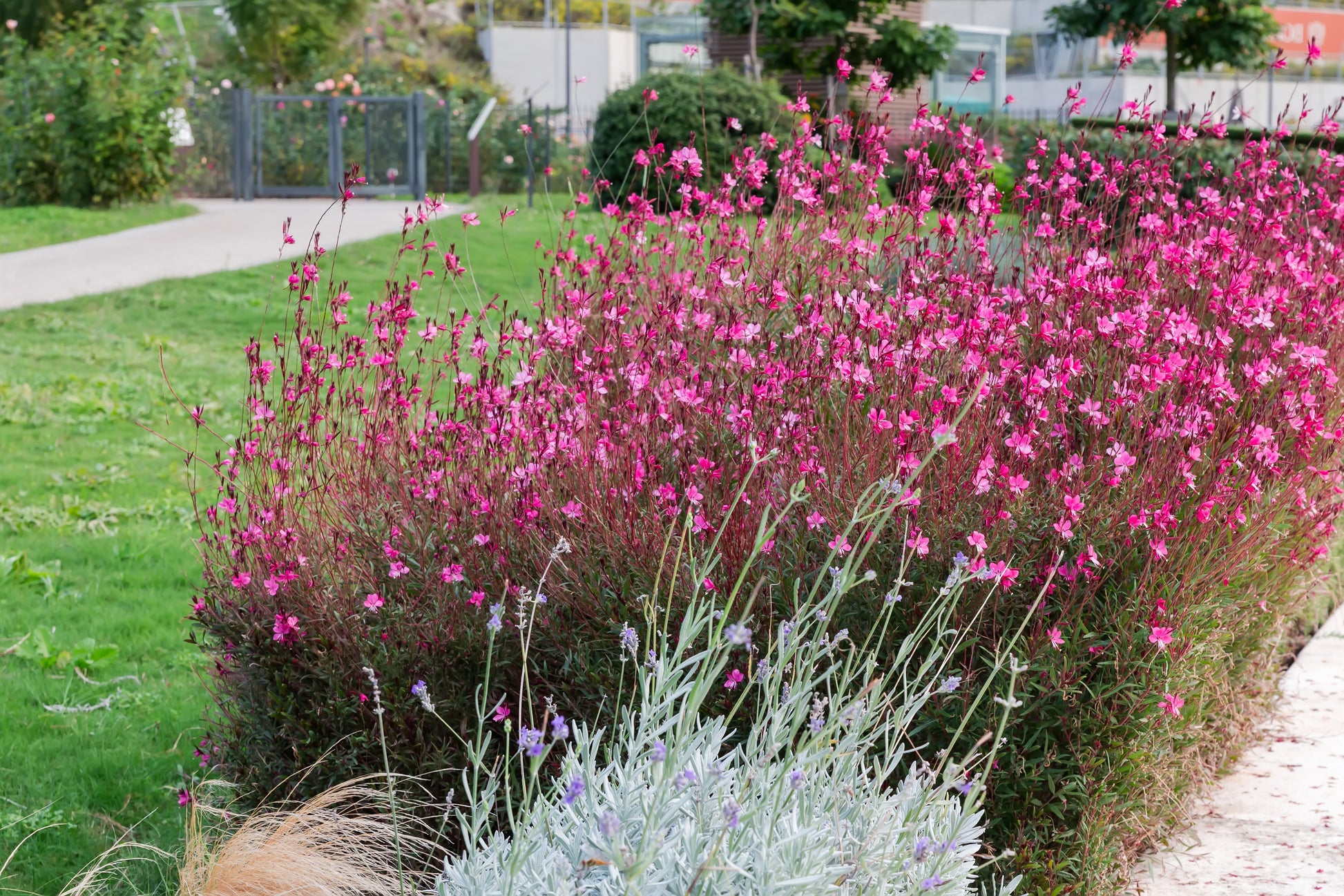 gaura plant seeds 100 Pink GAURA WHIRLING BUTTERFLIES Gaura Biennis Flower Seeds