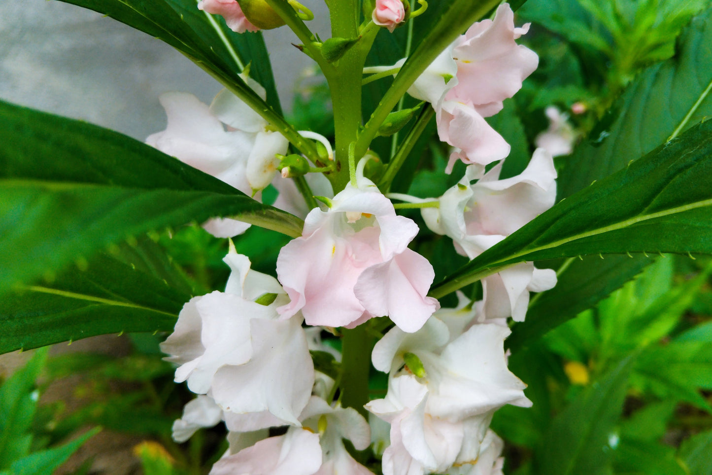 100 IMPATIENS (Balsam / Lady Slipper / Touch Me Not) Impatiens Balsamina Flower Seeds