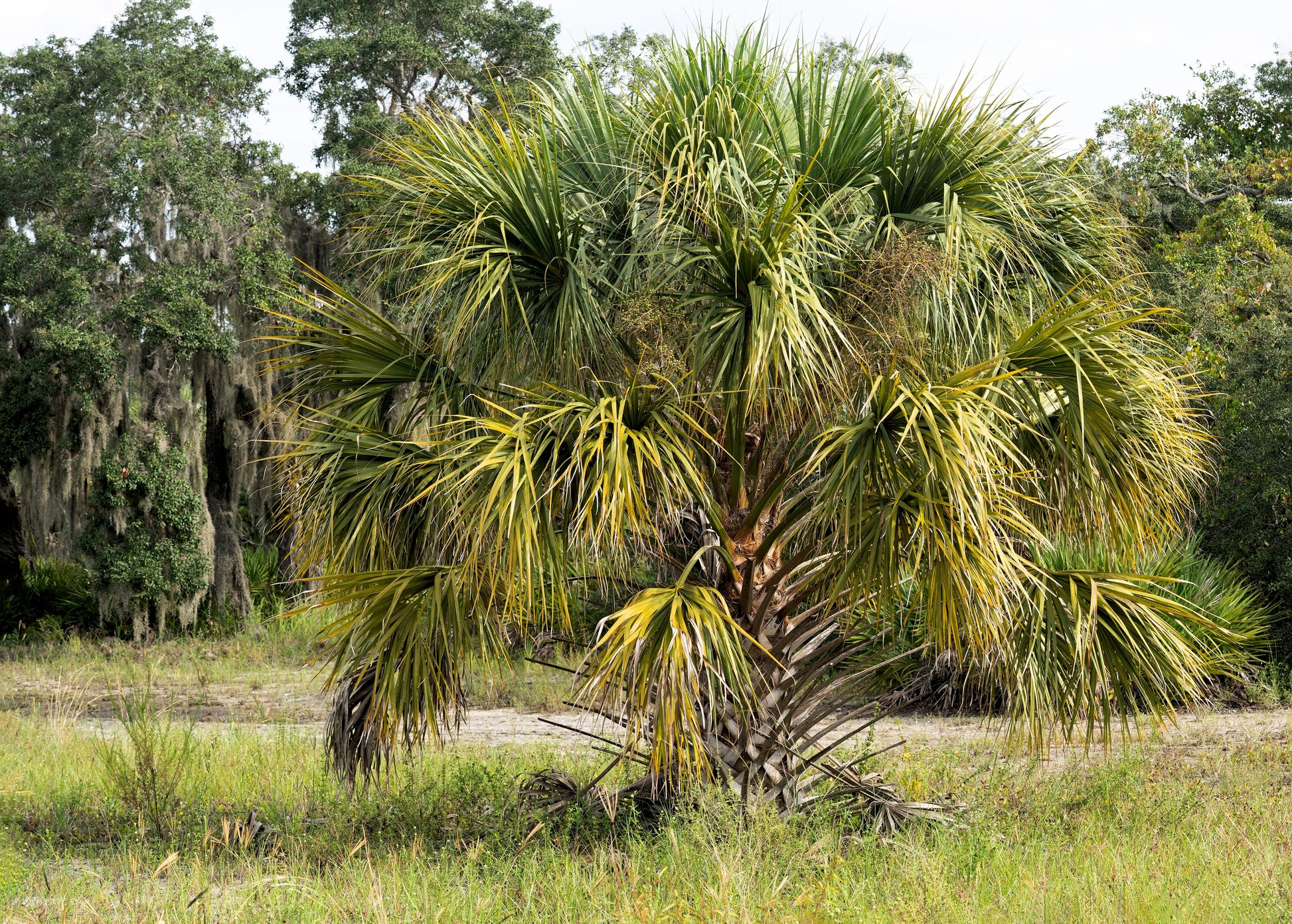 sabal palm plant 10 Hardy SABAL PALM TREE Cabbage Palmetto Flower Seeds – Seedville USA