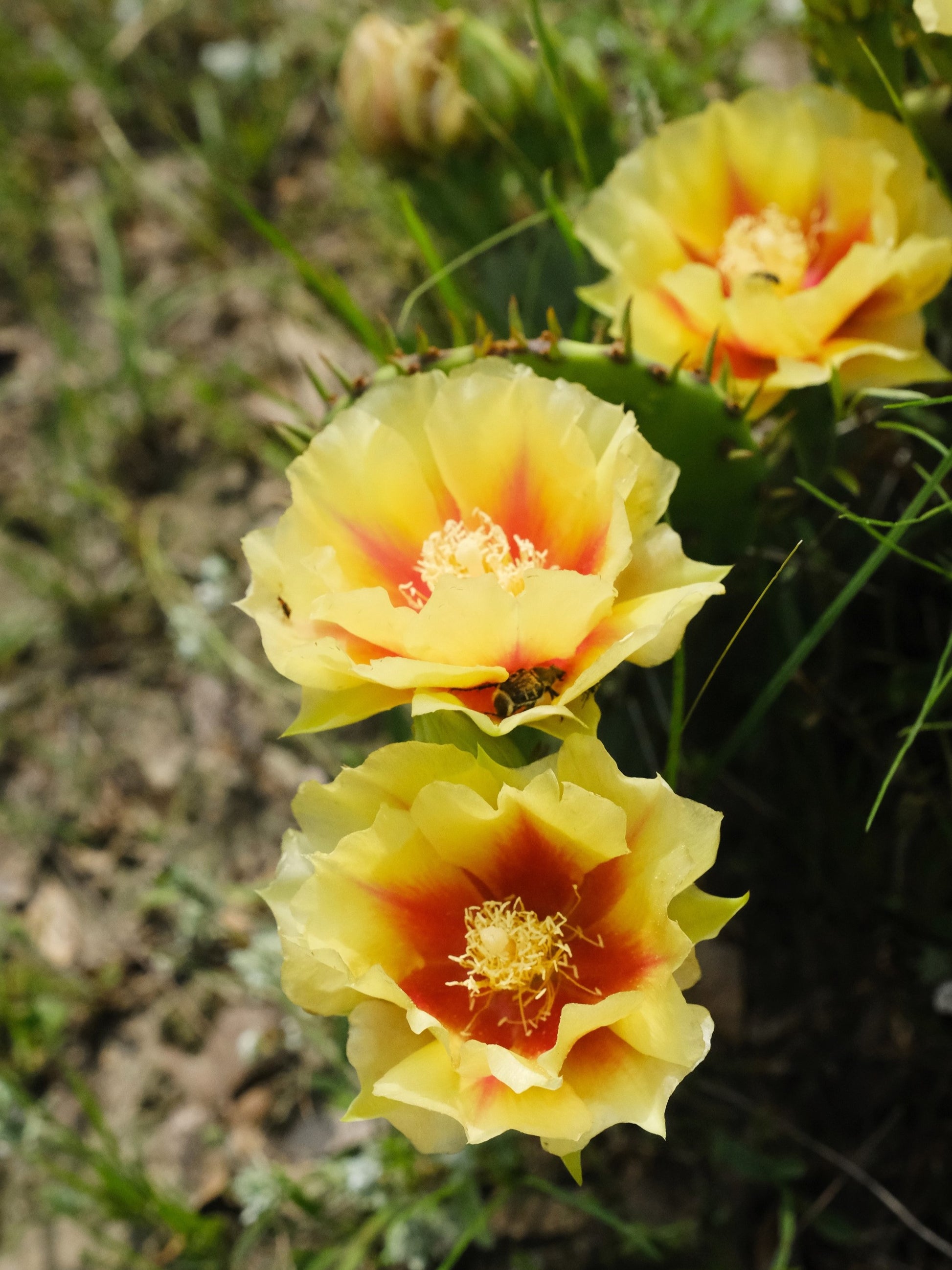 yellow prickly pear cactus flower 10 Yellow PRICKLY PEAR CACTUS Nopal Opuntia Ficus-Indica Flower Purple – Seedville USA