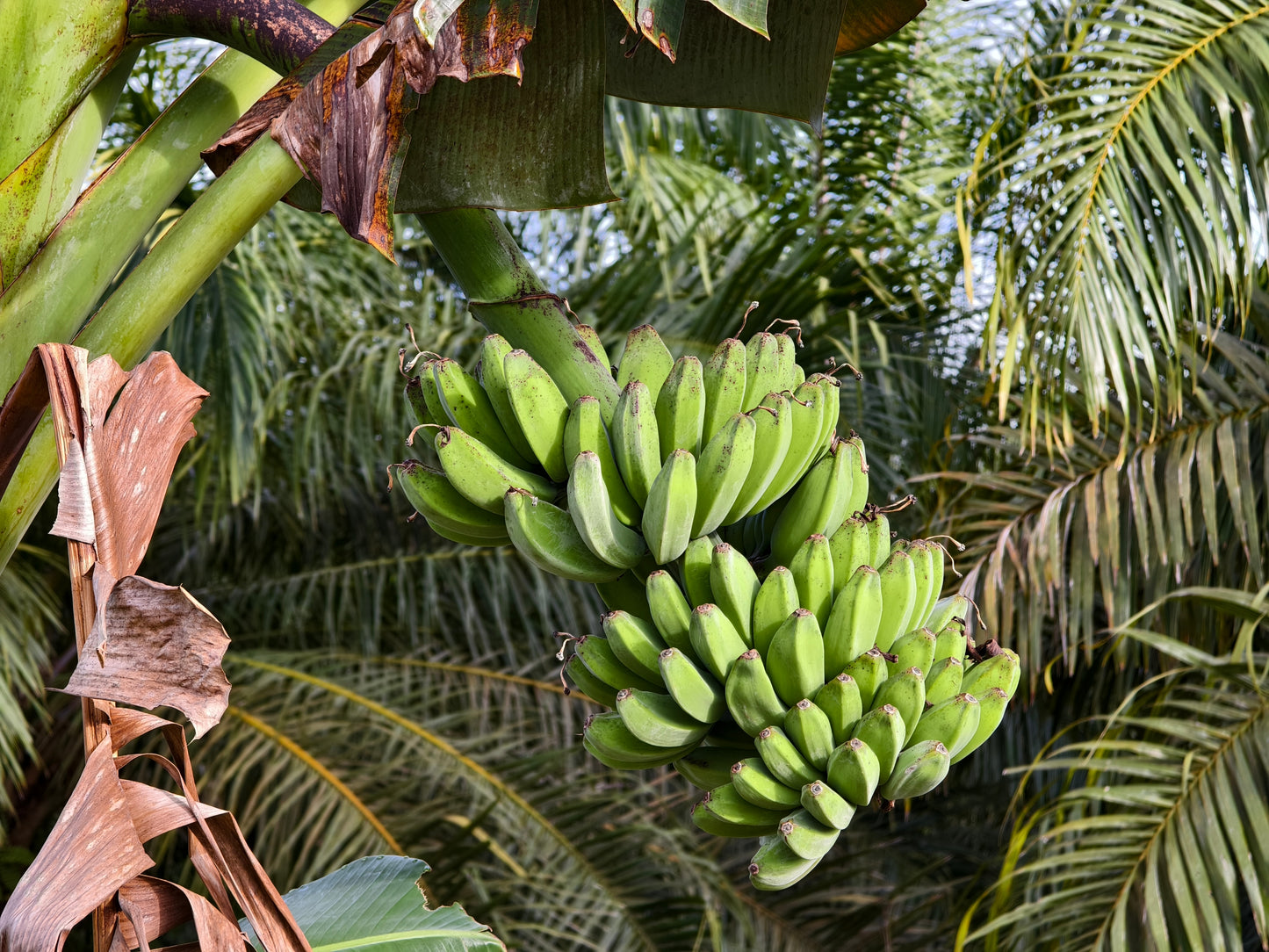 5 PLANTAIN BANANA Musa Balbisiana Hardy Red Flowering Sweet Wild Fruit Tree Seeds