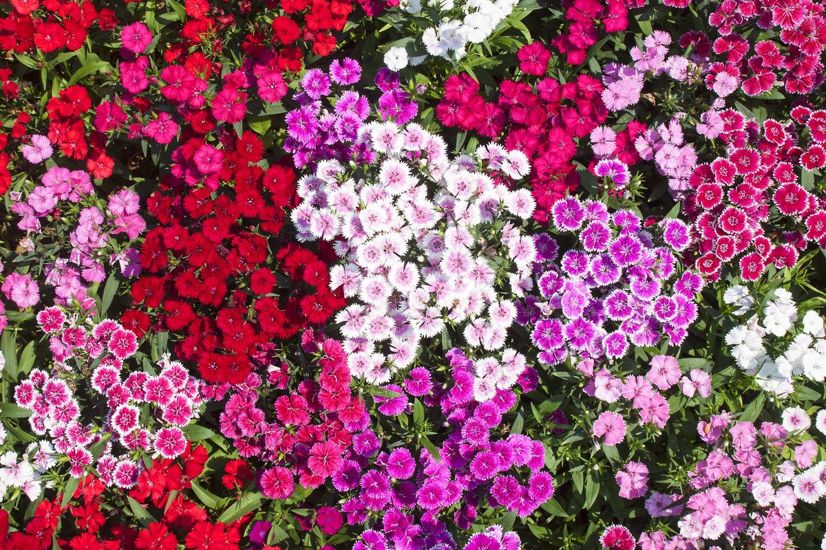 100 WEE Willie Dwarf SWEET WILLIAM Mixed Colors Dianthus Barbatus Flower Seeds
