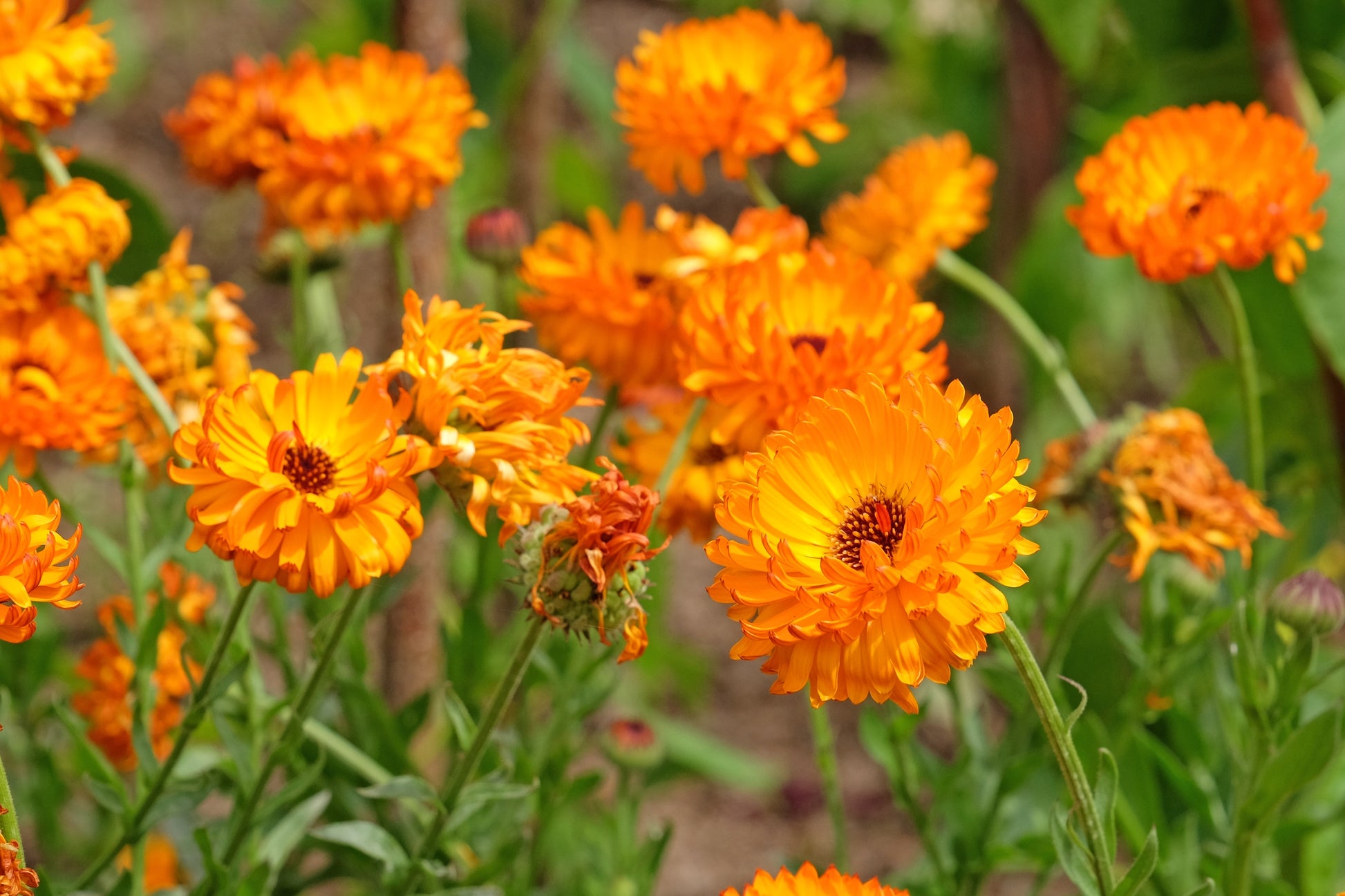 marigold bulk seeds 500 PACIFIC Beauty ORANGE MARIGOLD Calendula Officinalis Flower Seeds – Seedville USA