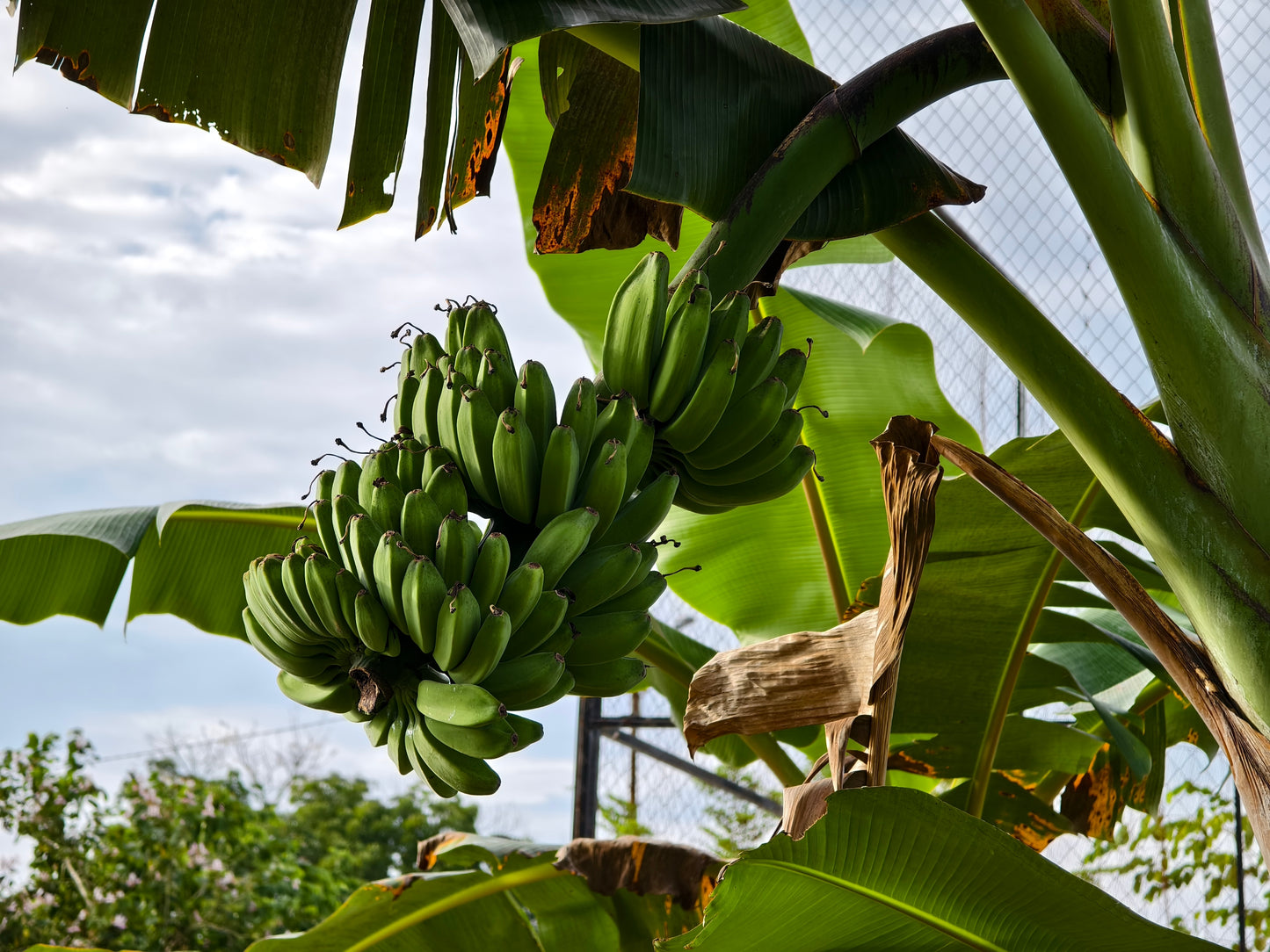 5 PLANTAIN BANANA Musa Balbisiana Hardy Red Flowering Sweet Wild Fruit Tree Seeds